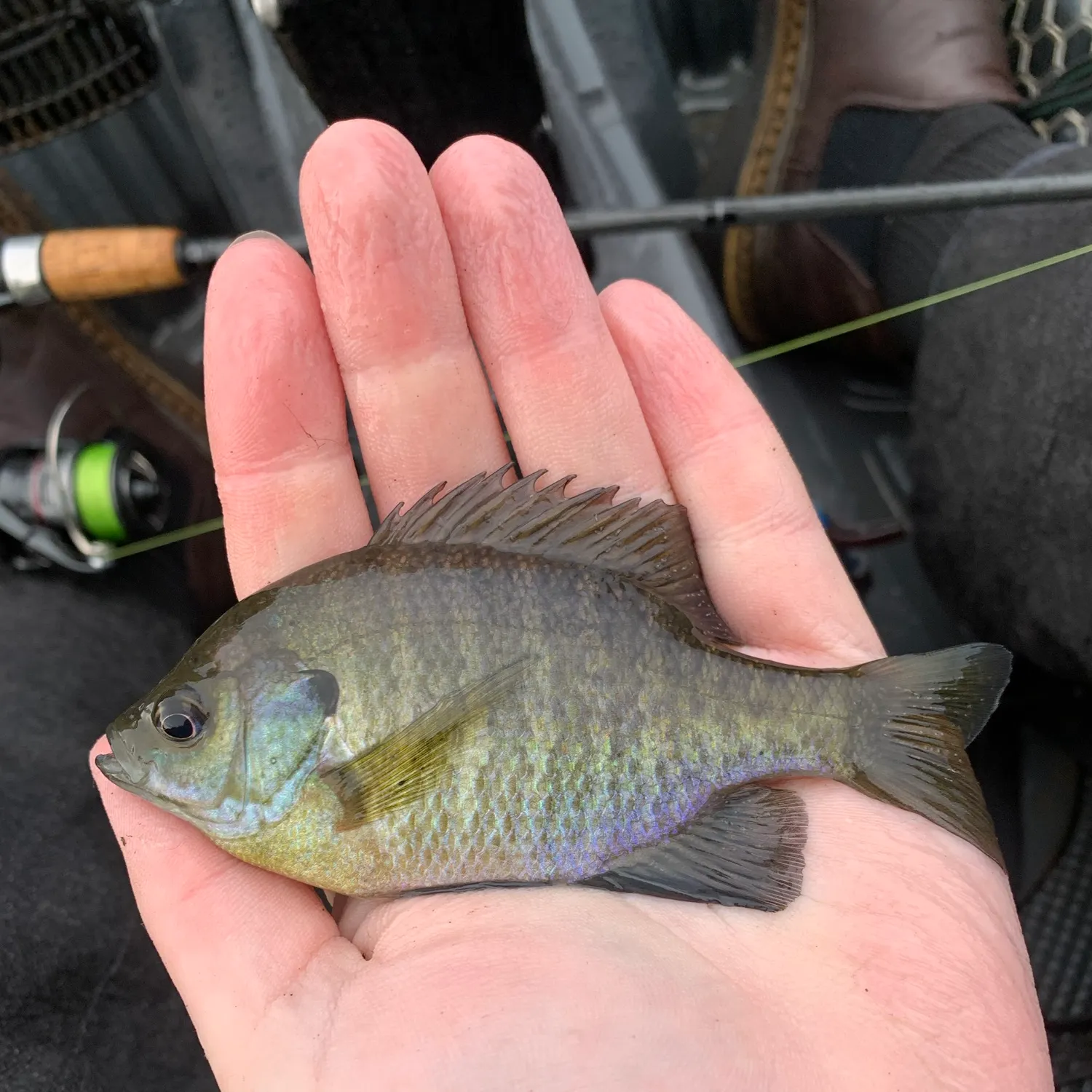 Bluegill caught on Fishbrain