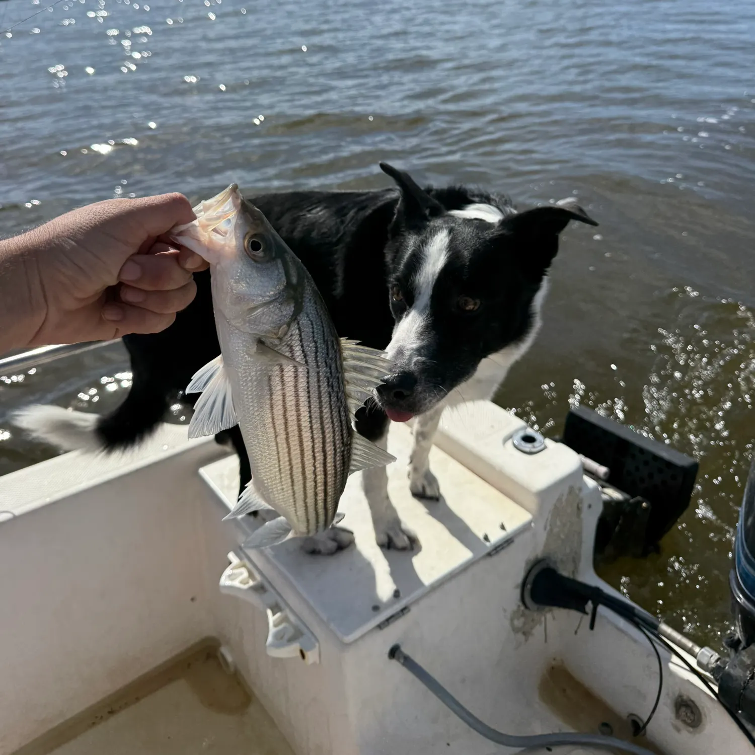 Striped bass caught on Fishbrain