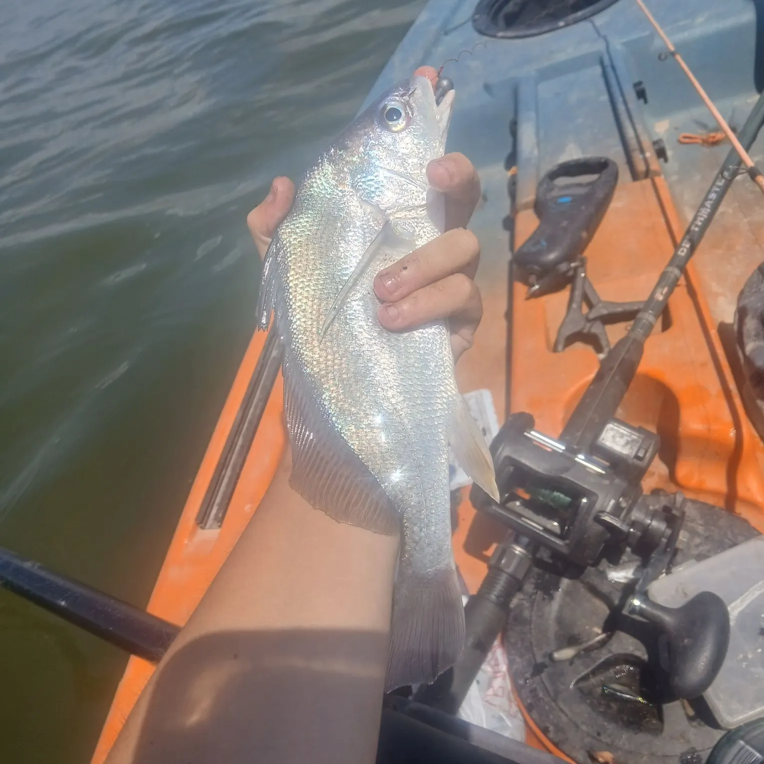 Freshwater drum caught on Fishbrain