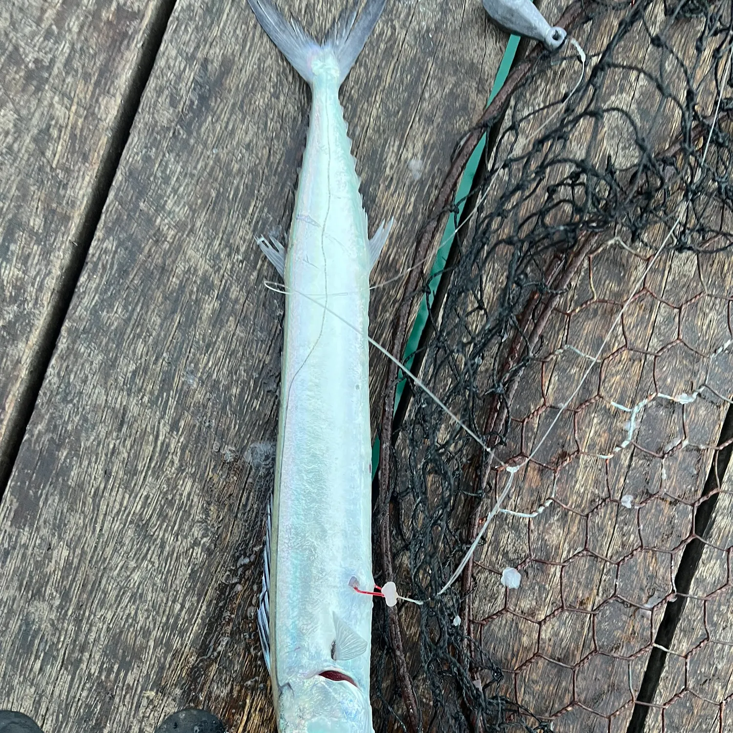 The most recent Snoek catches on Fishbrain