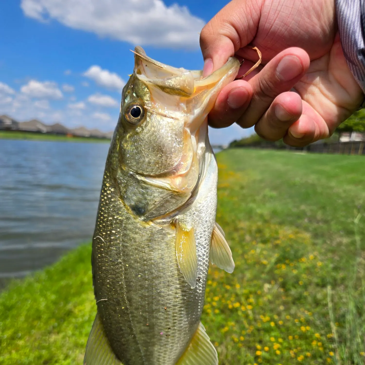 Largemouth bass caught on Fishbrain