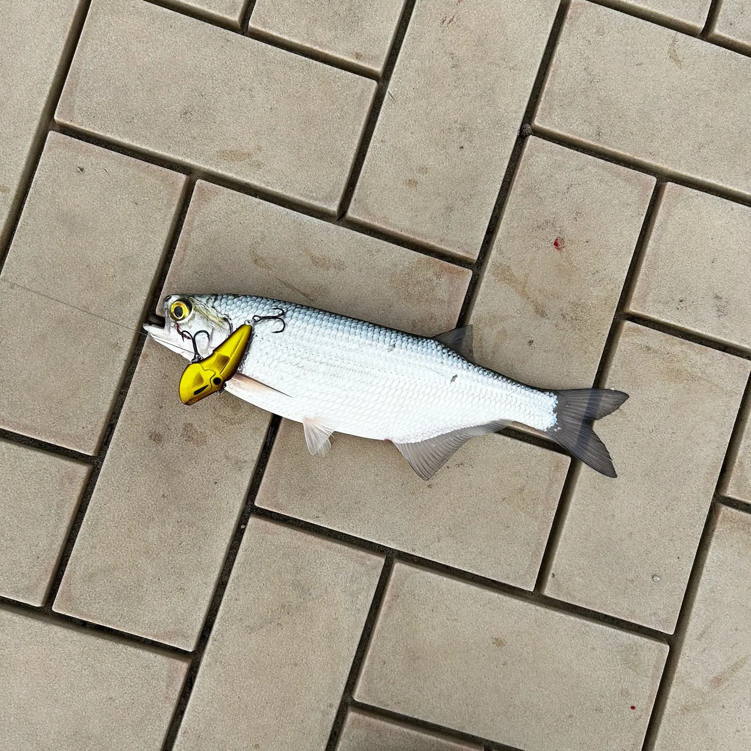 The most recent Goldeye catches on Fishbrain
