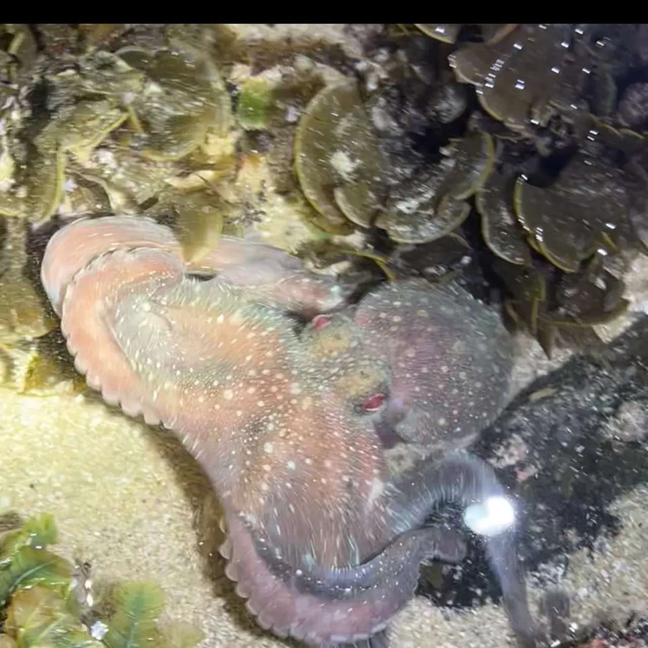 The most recent Caribbean reef octopus catches on Fishbrain