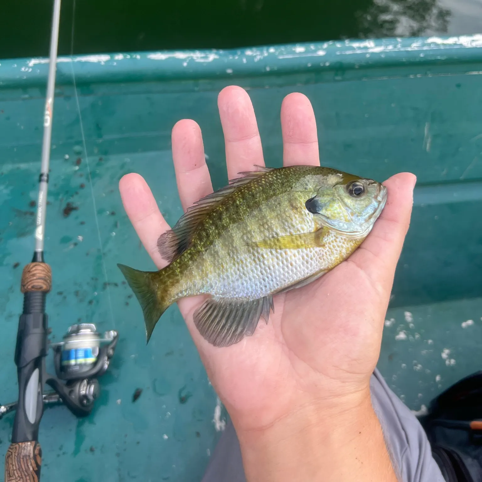 Bluegill caught on Fishbrain