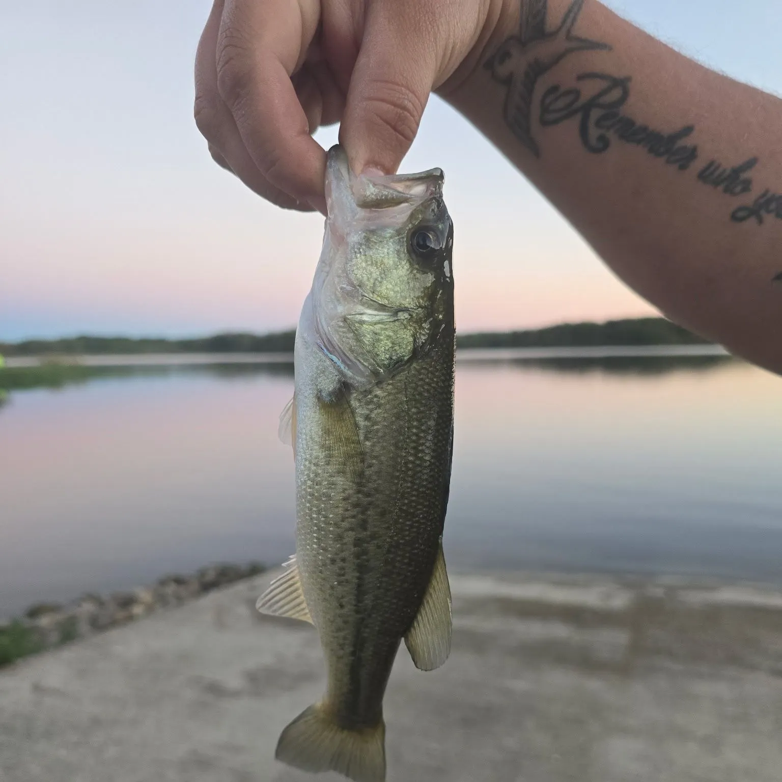 Largemouth bass caught on Fishbrain
