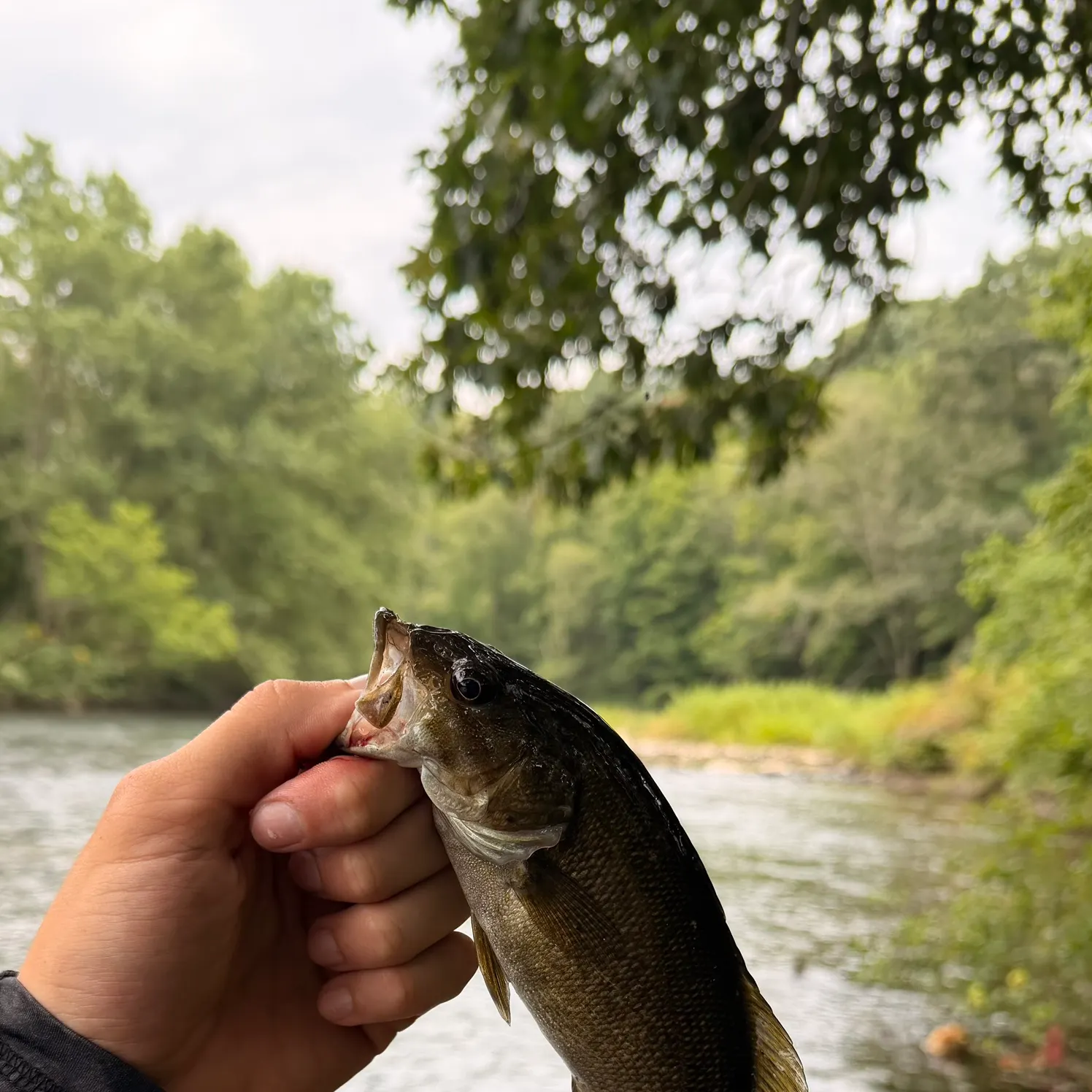 Smallmouth bass caught on Fishbrain