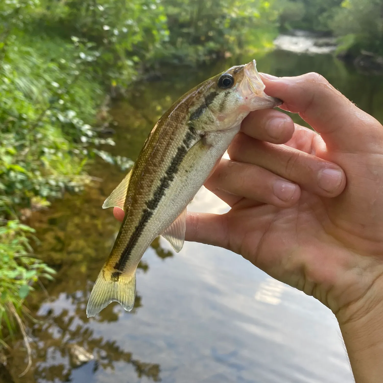 Spotted bass caught on Fishbrain