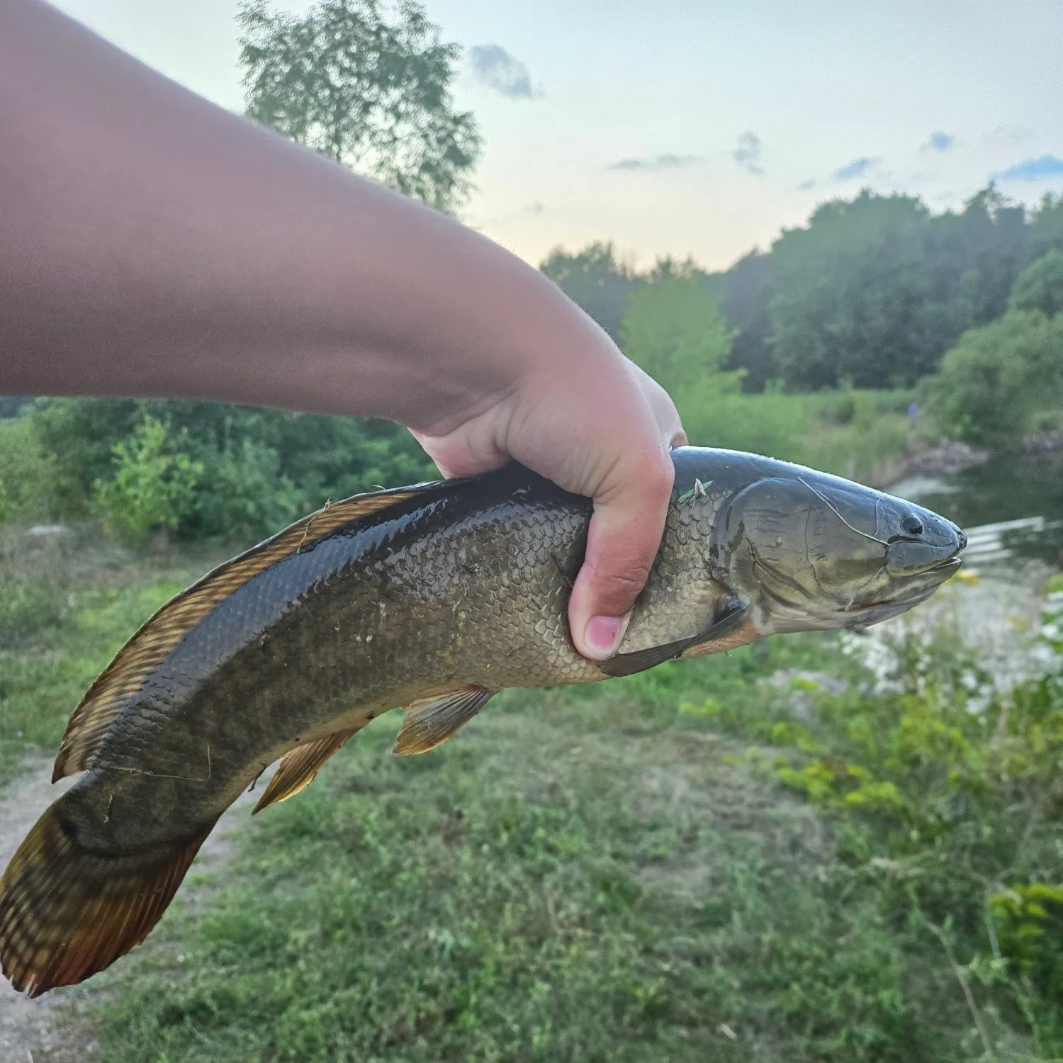 Eyetail bowfin caught on Fishbrain