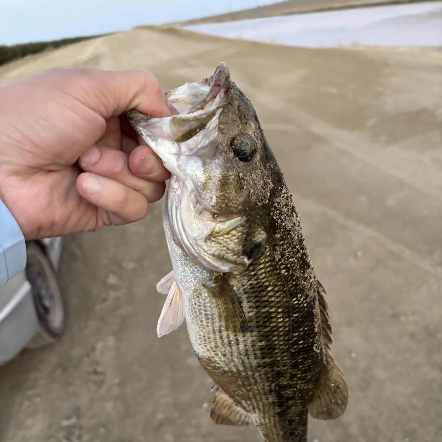 Spotted bass caught on Fishbrain