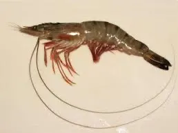 Shrimp (prawns)