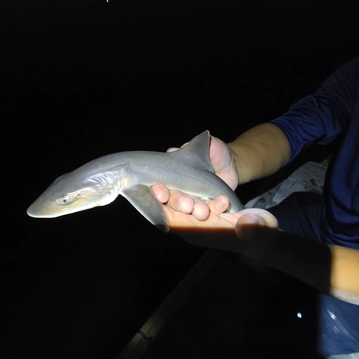 Dusky smooth-hound caught on Fishbrain