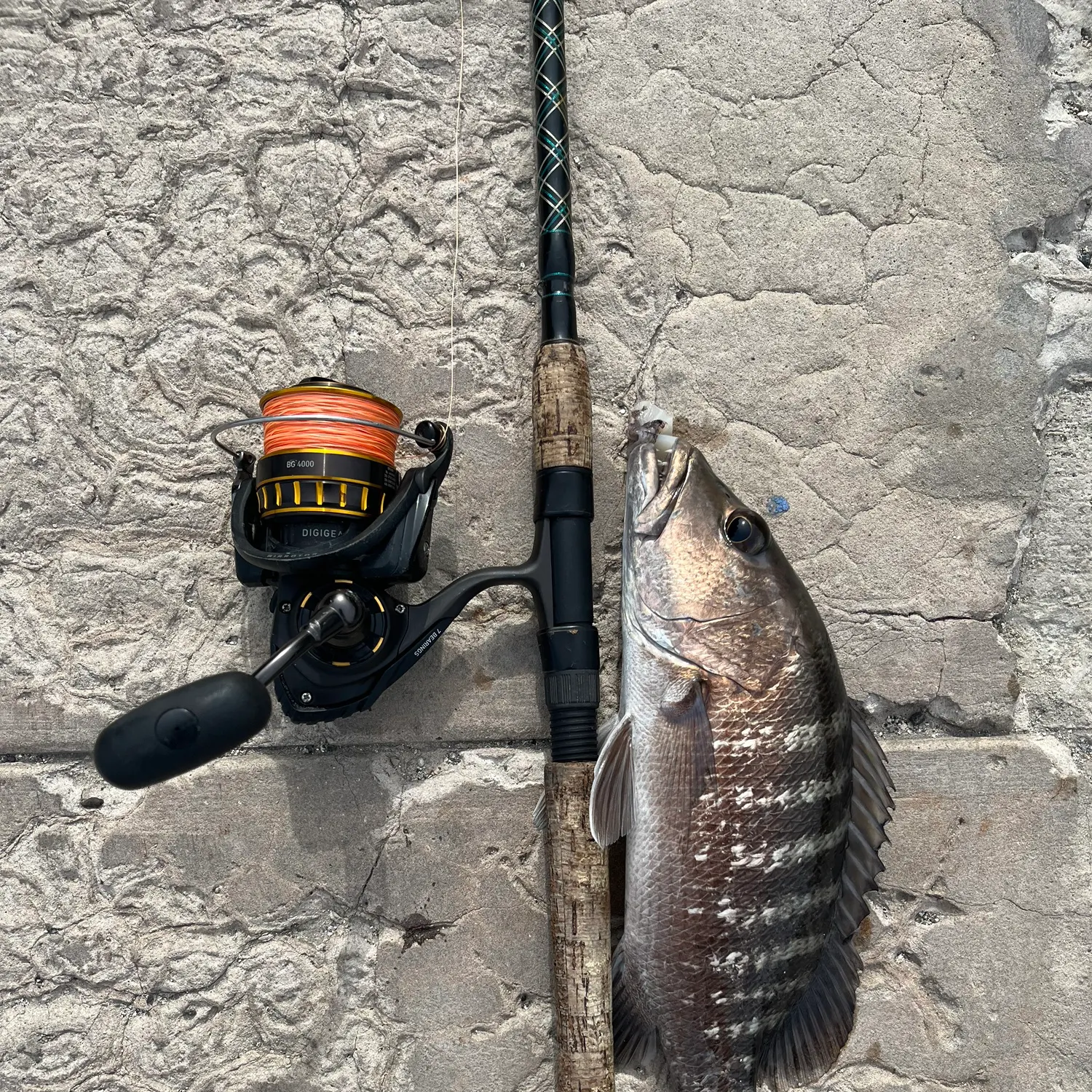 The most popular recent Pacific cubera snapper catch on Fishbrain