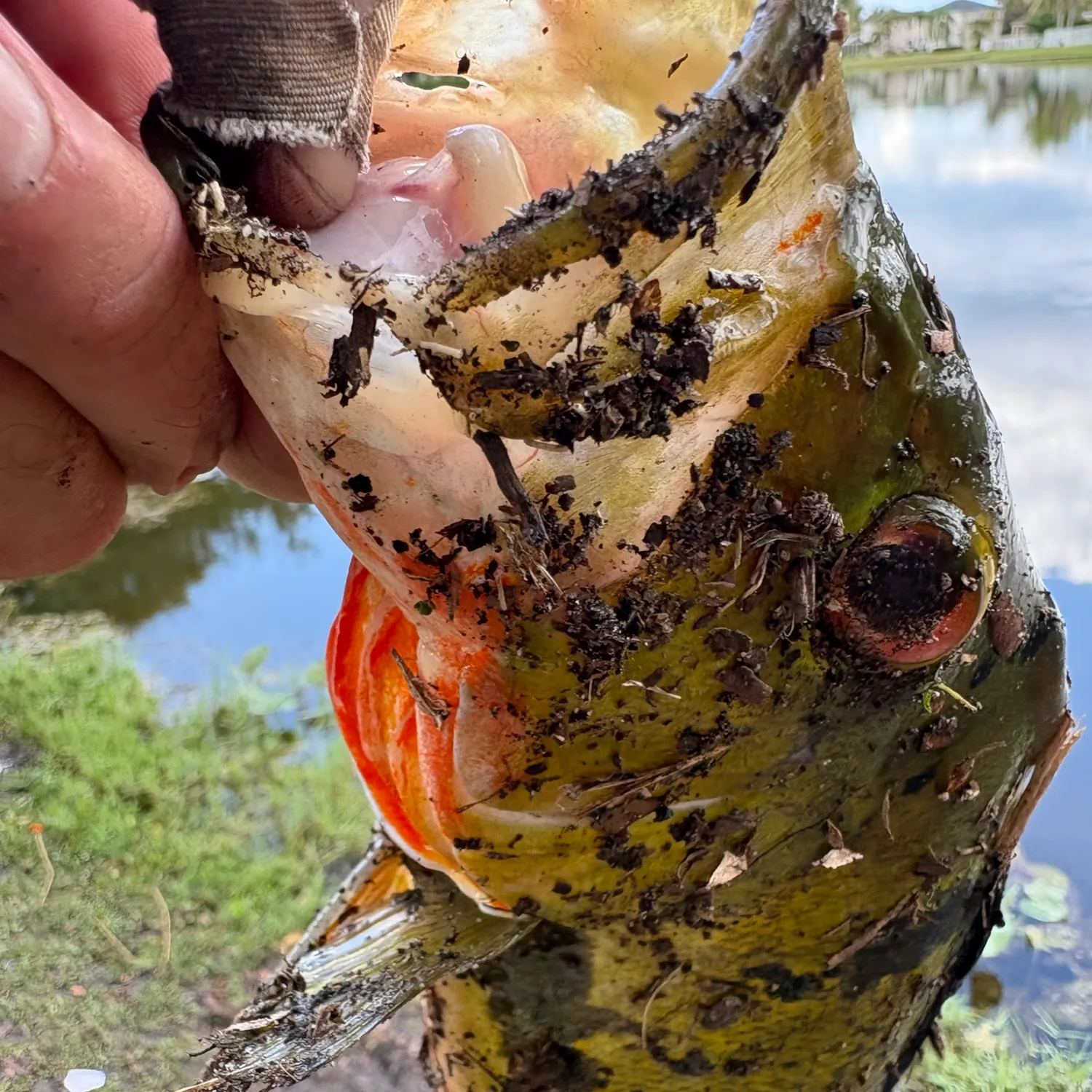 The most recent Butterfly peacock bass catches on Fishbrain
