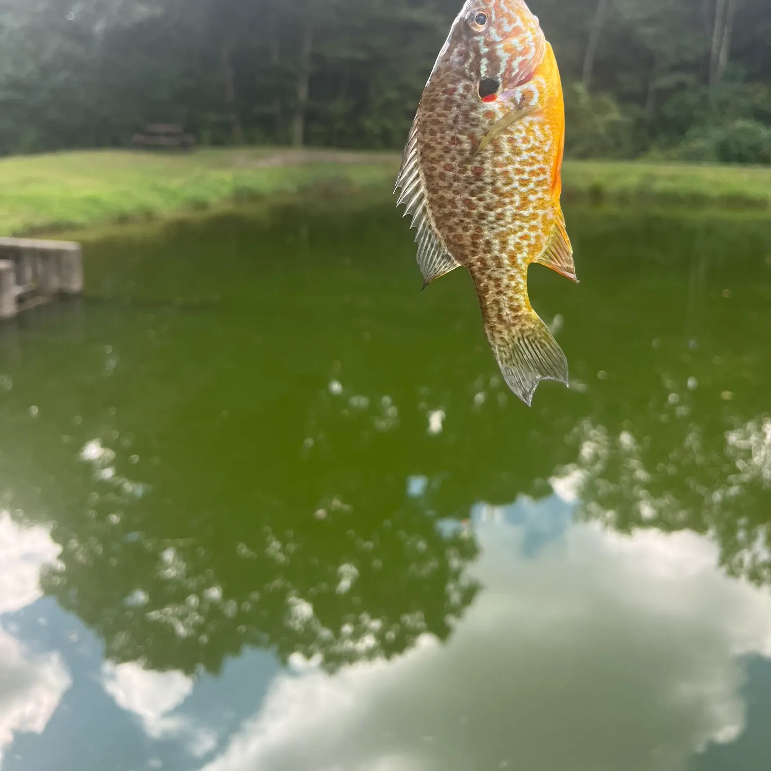 The most recent Pumpkinseed catches on Fishbrain