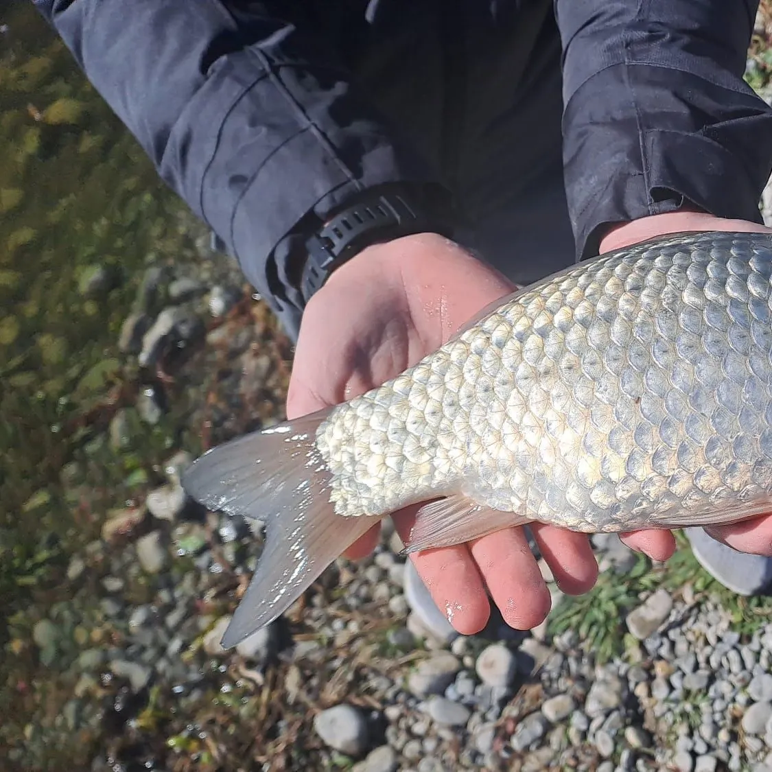 The most recent Boga catches on Fishbrain