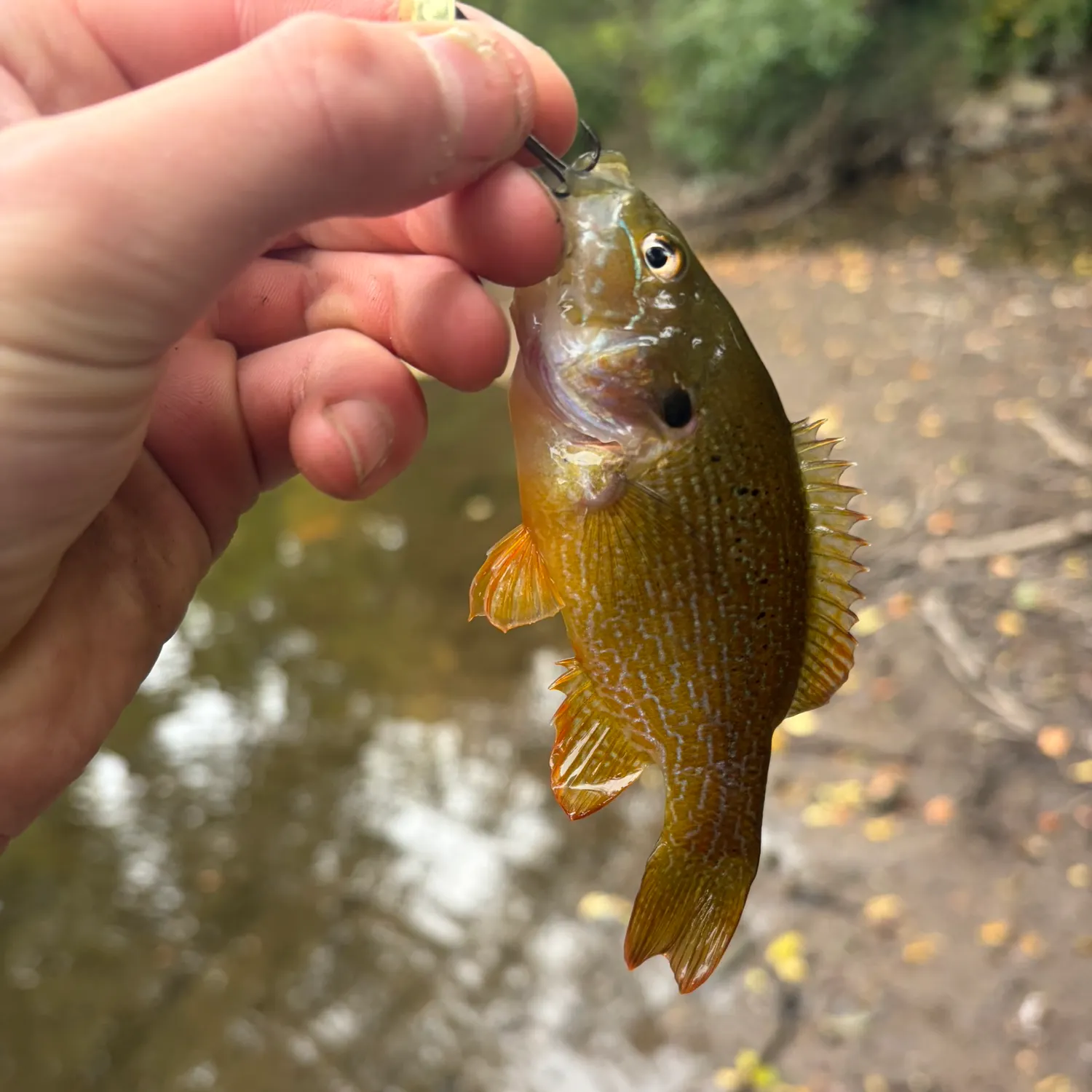 Green sunfish caught on Fishbrain