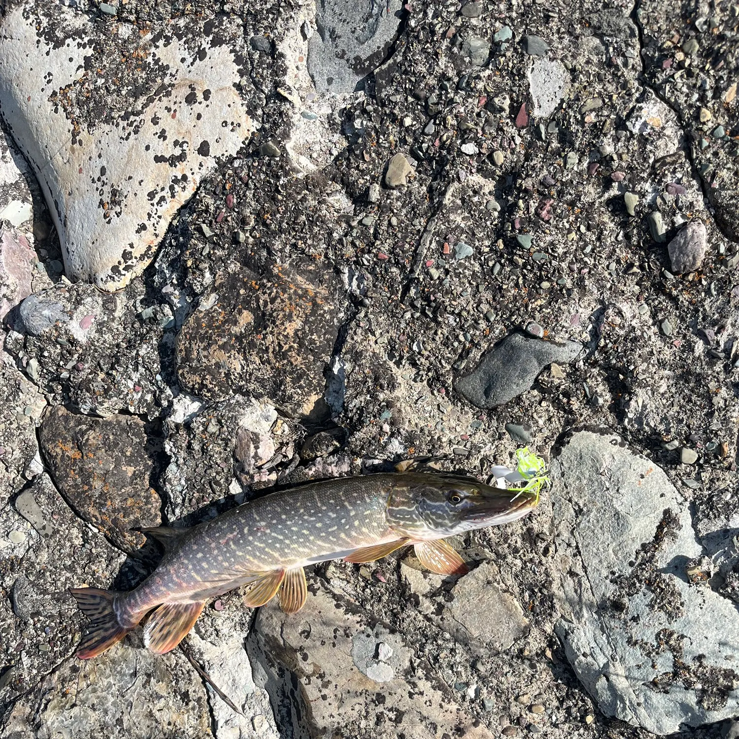 Northern pike caught on Fishbrain