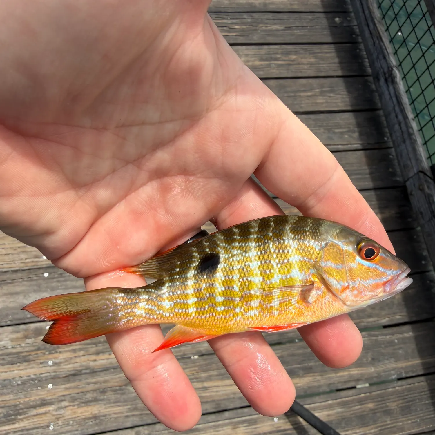 The most recent Mutton snapper catches on Fishbrain