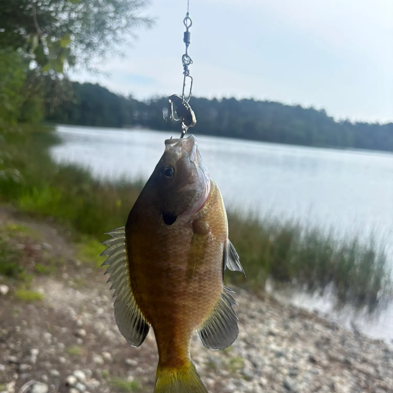 The most recent Bluegill catches on Fishbrain