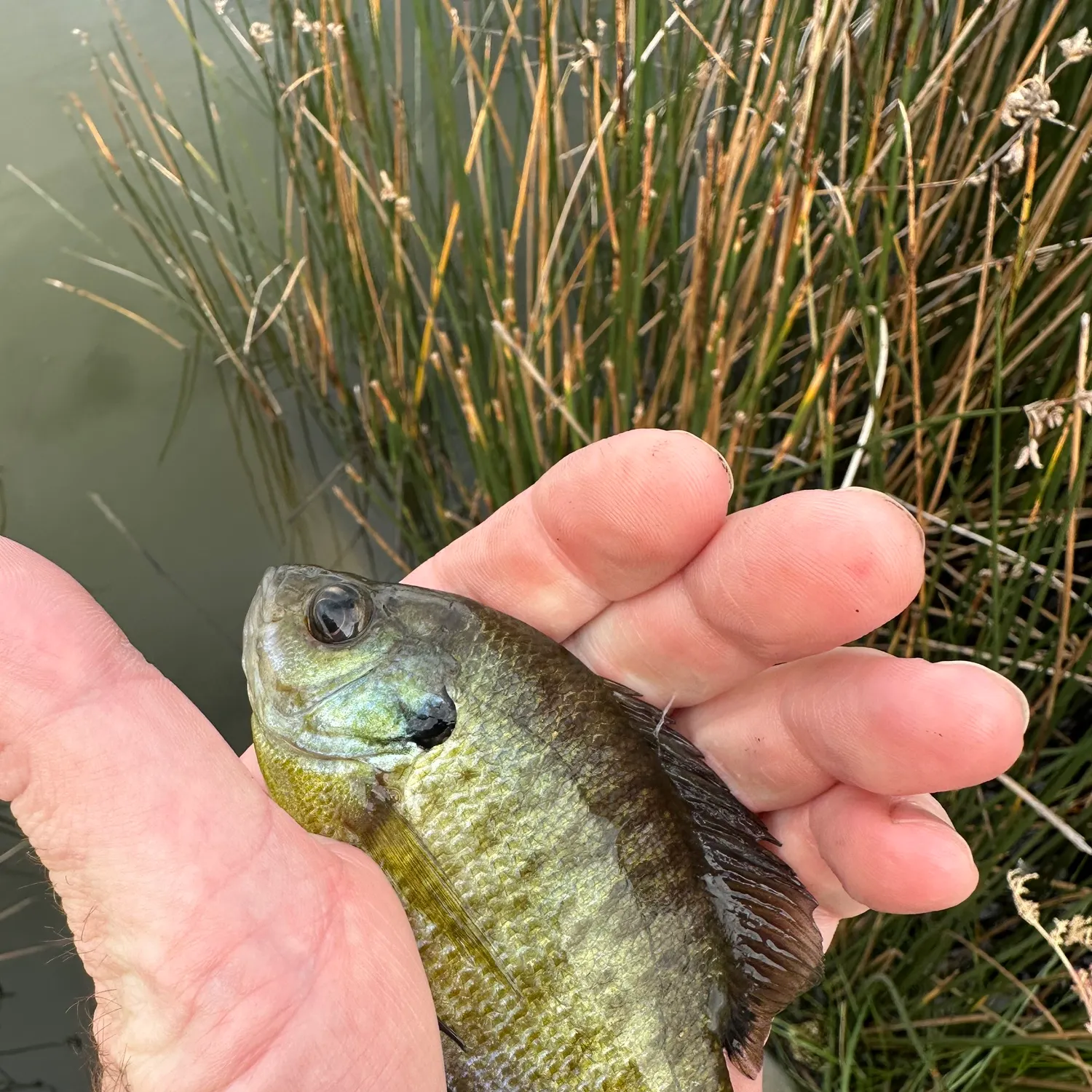 Bluegill caught on Fishbrain