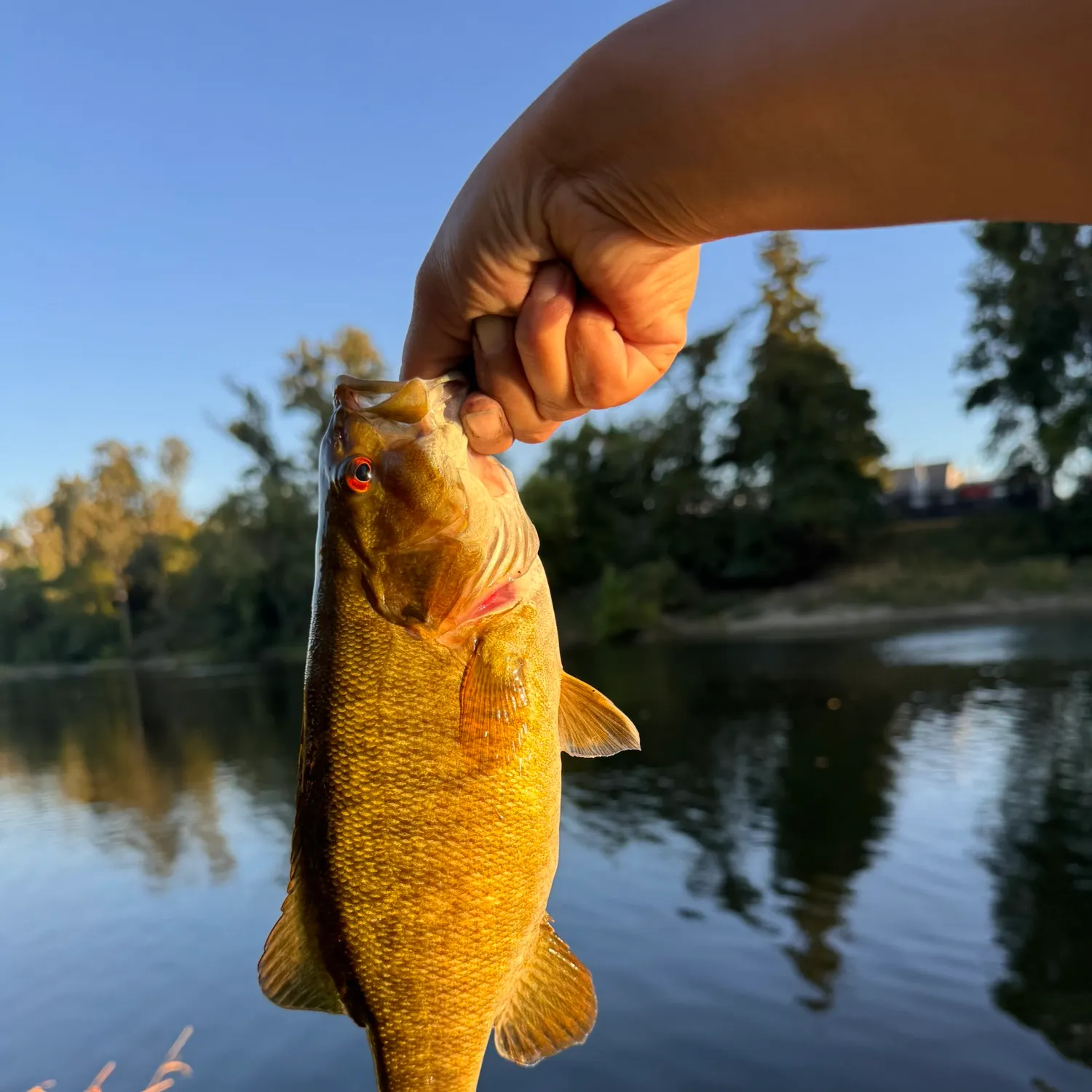Fish caught on Fishbrain