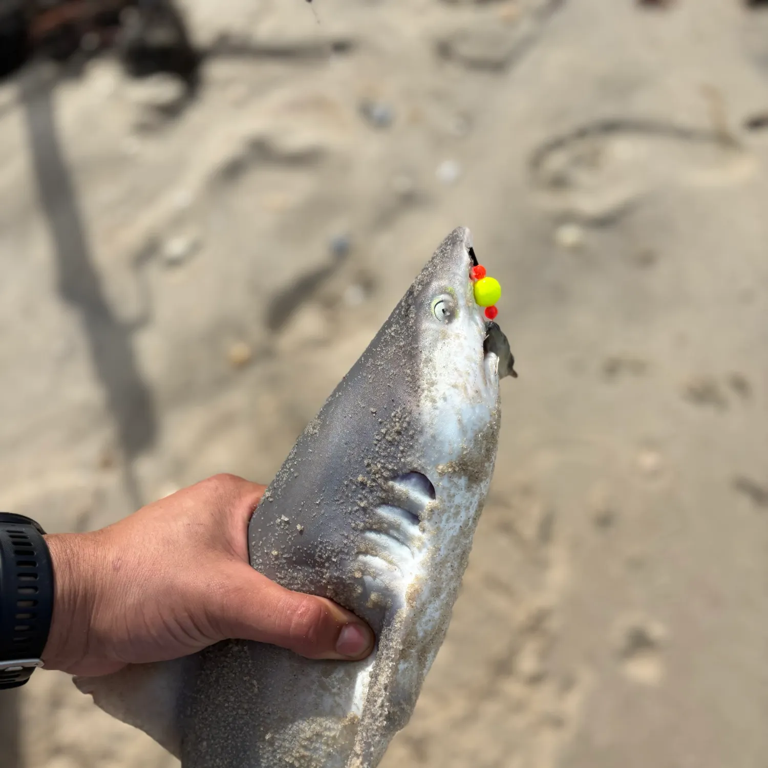Bull shark caught on Fishbrain