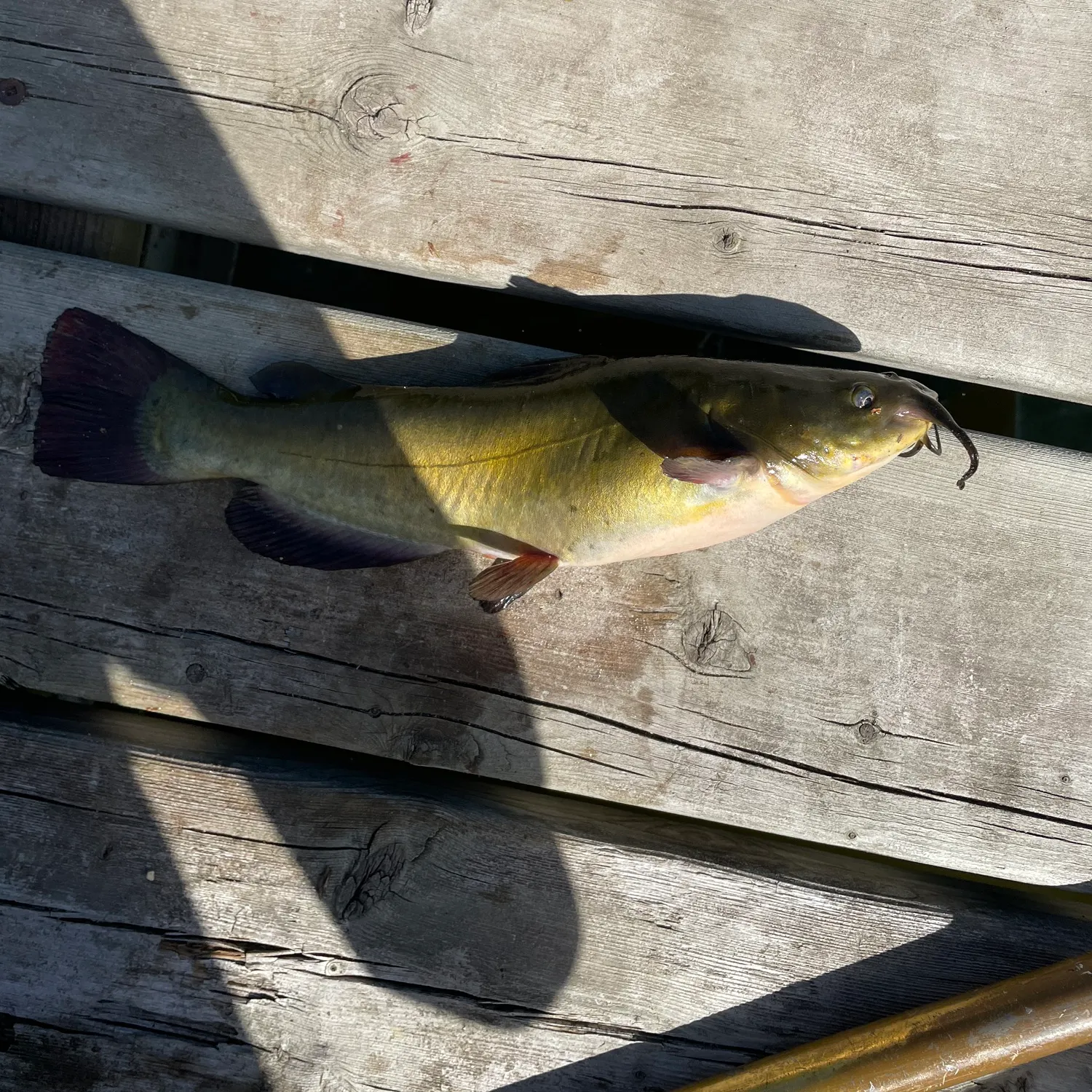 Black bullhead caught on Fishbrain