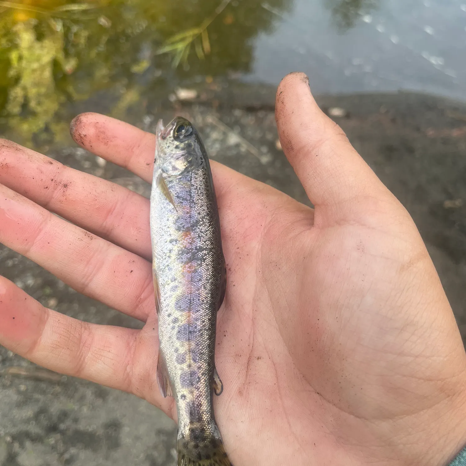 Rainbow trout caught on Fishbrain