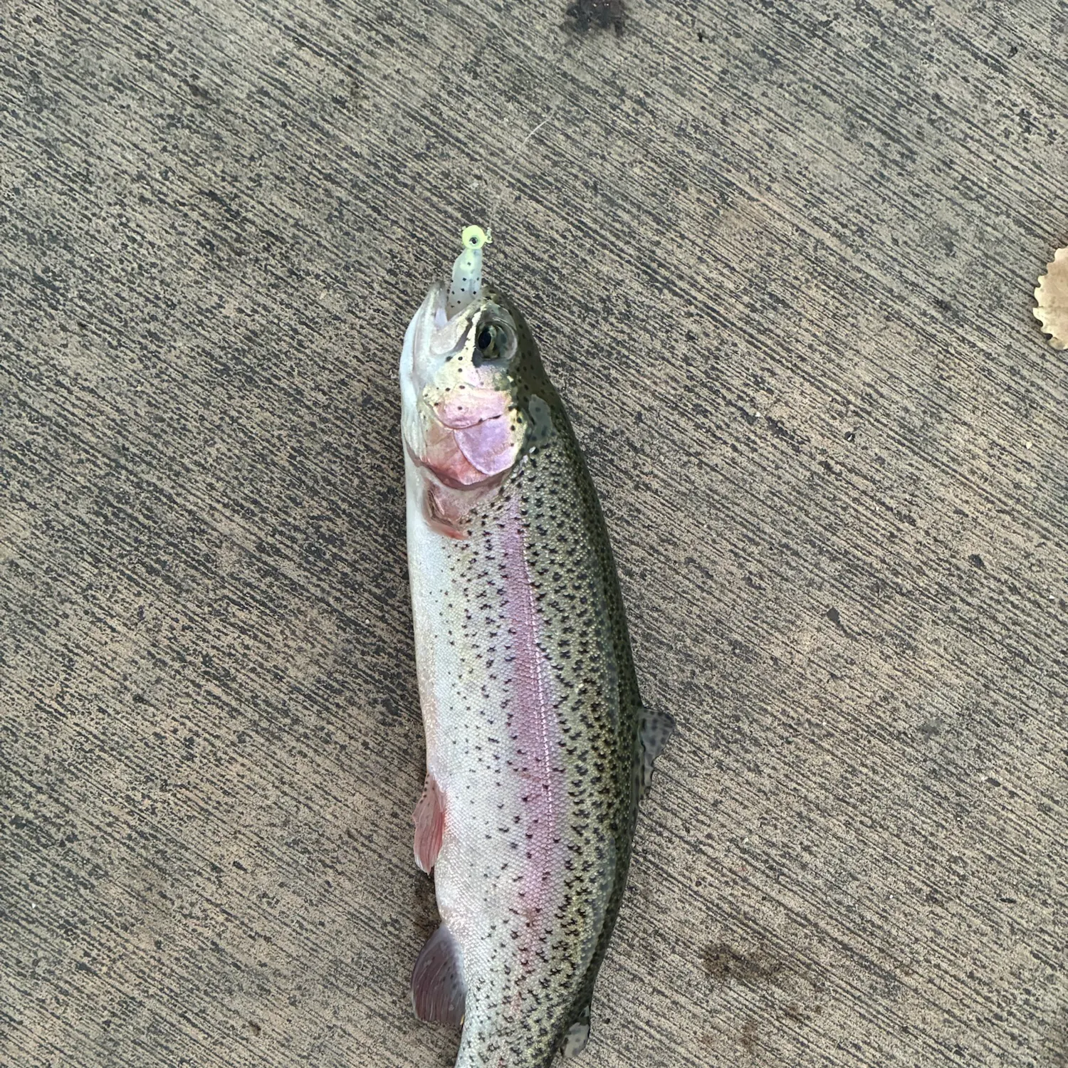 Rainbow trout caught on Fishbrain