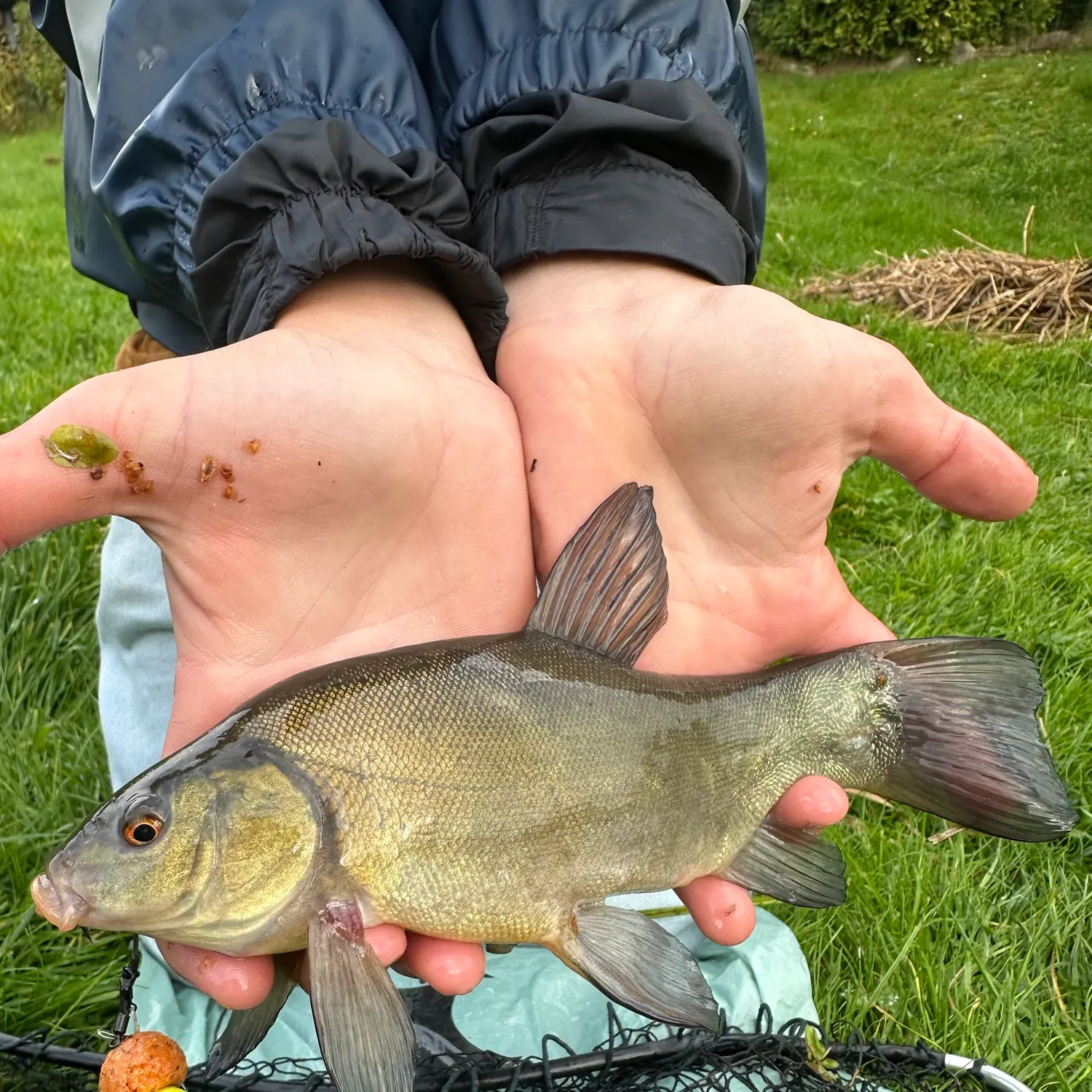 Tench caught on Fishbrain
