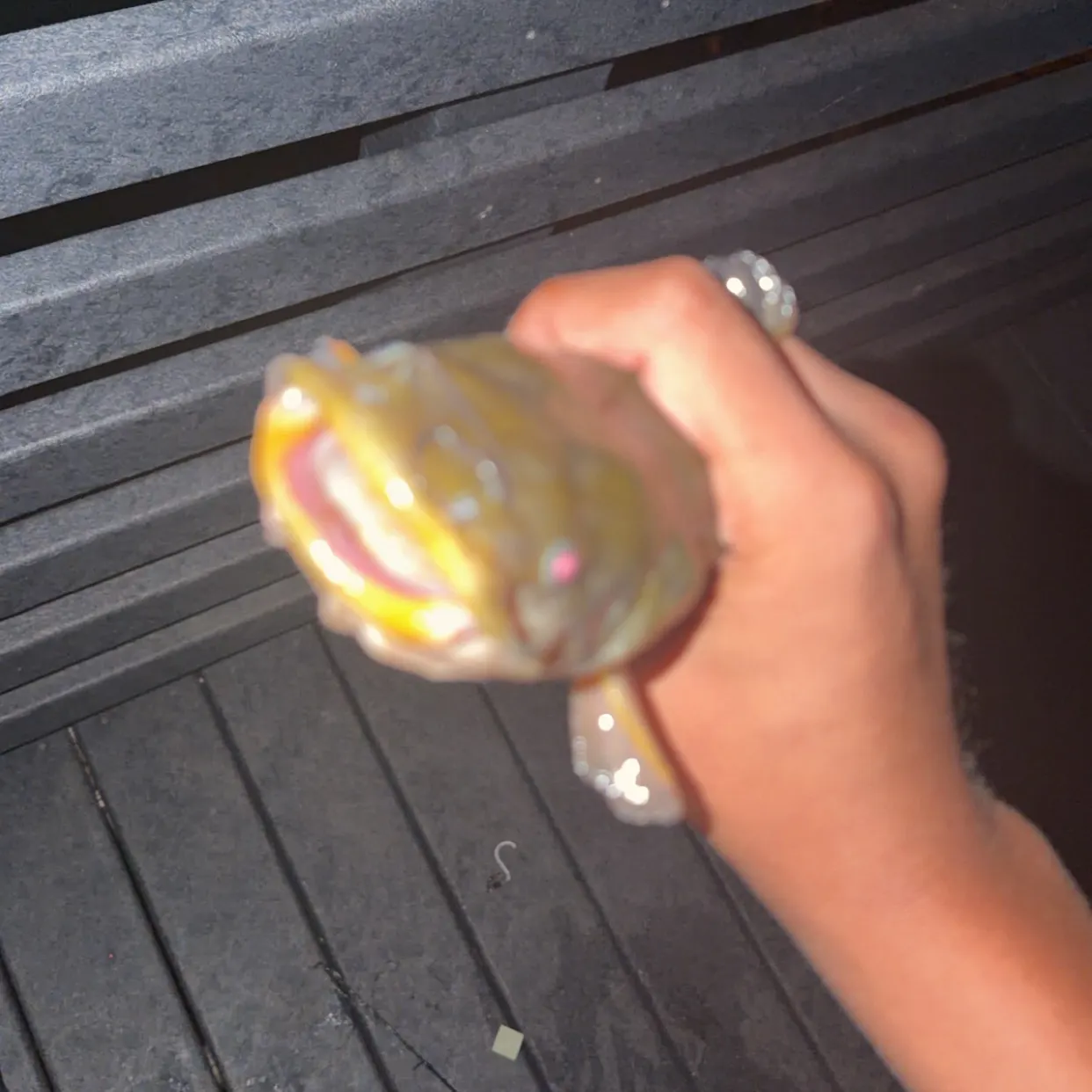 Fish caught on Fishbrain