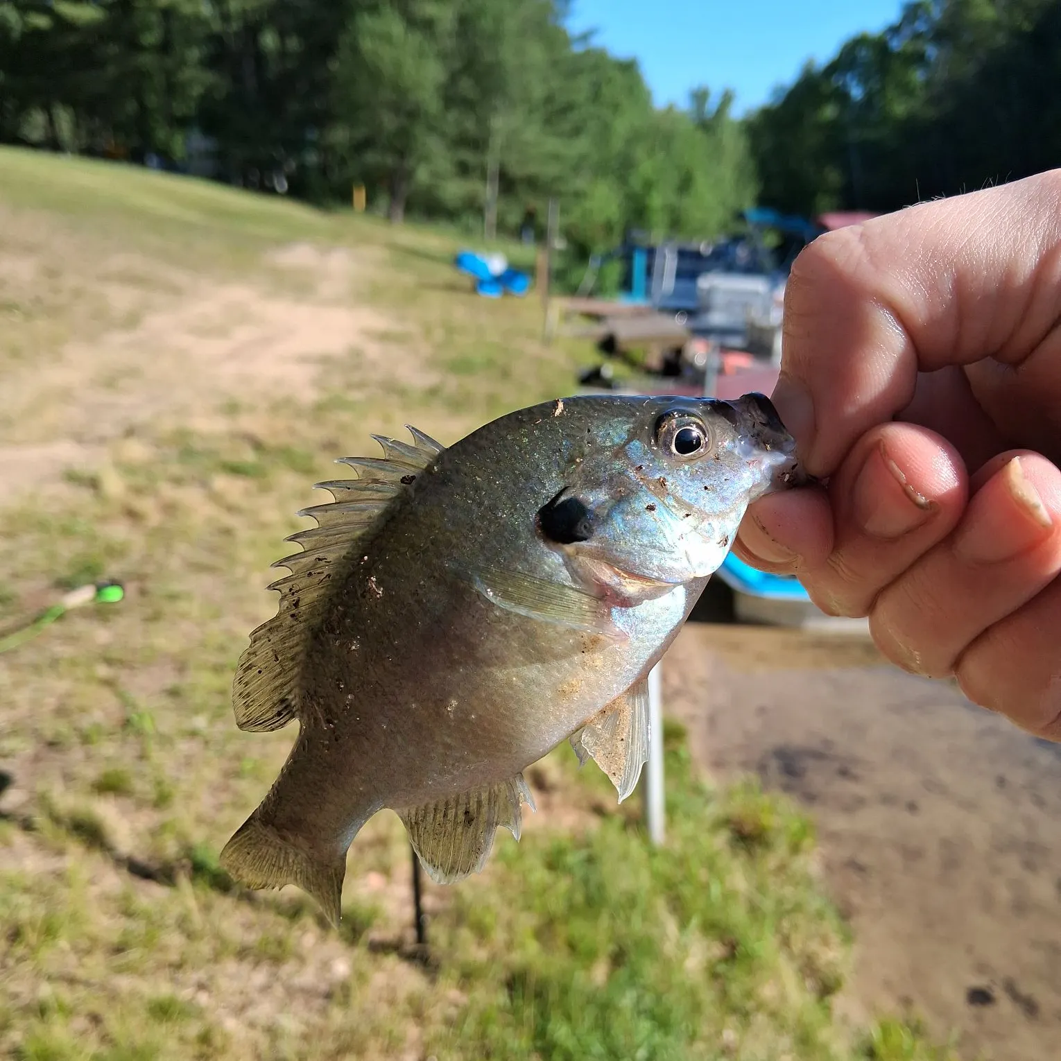 The most recent Redear x bluegill catches on Fishbrain