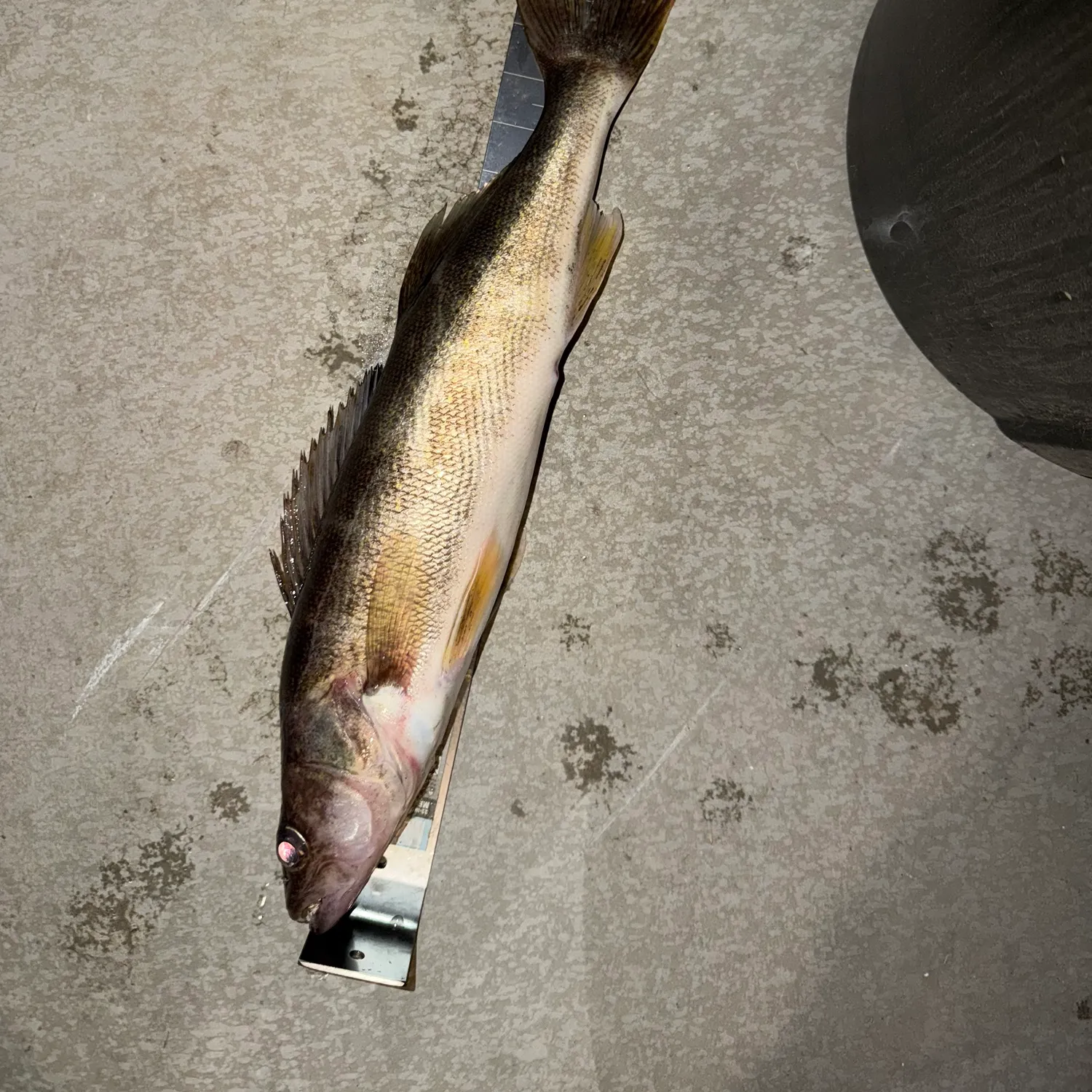 Walleye caught on Fishbrain