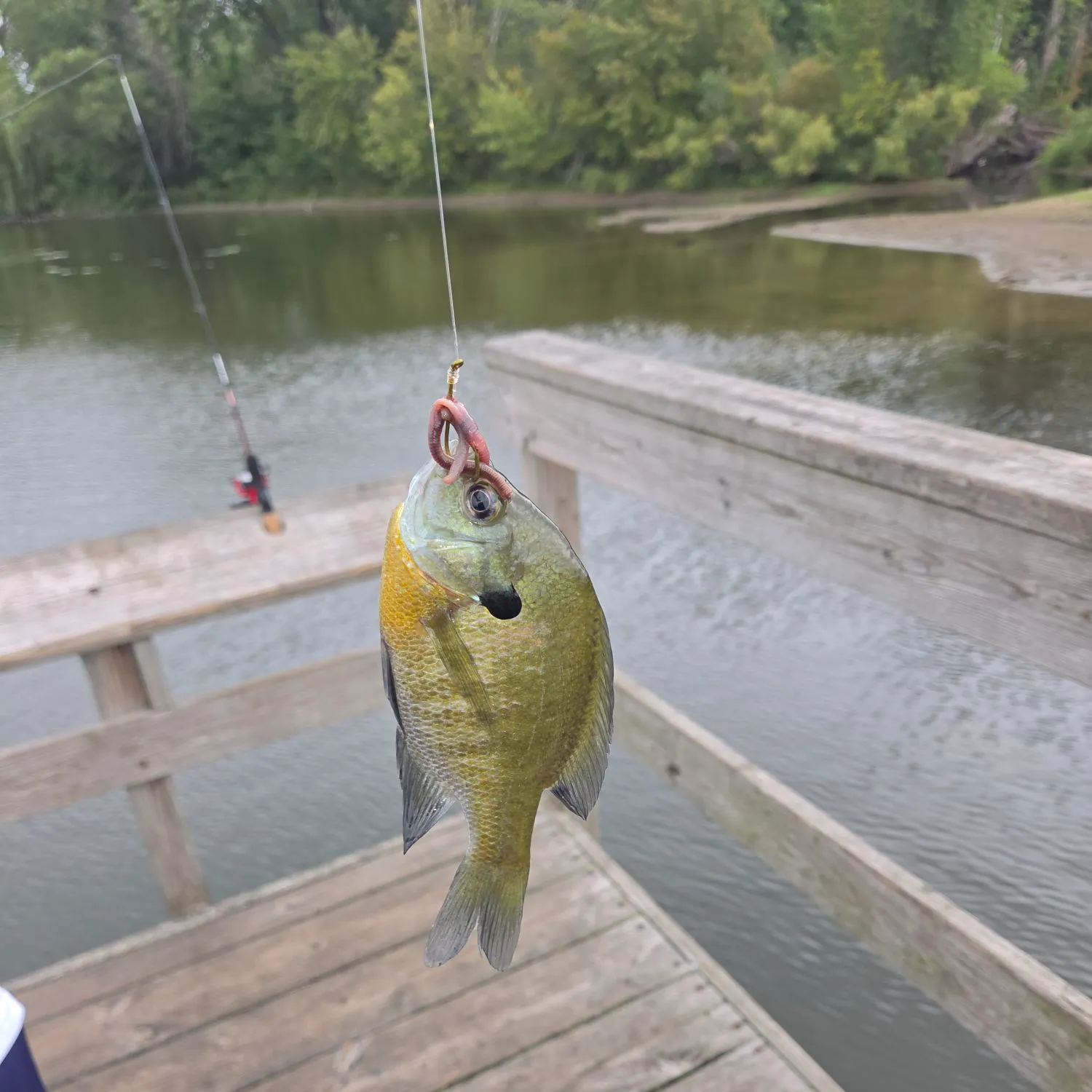 Bluegill caught on Fishbrain