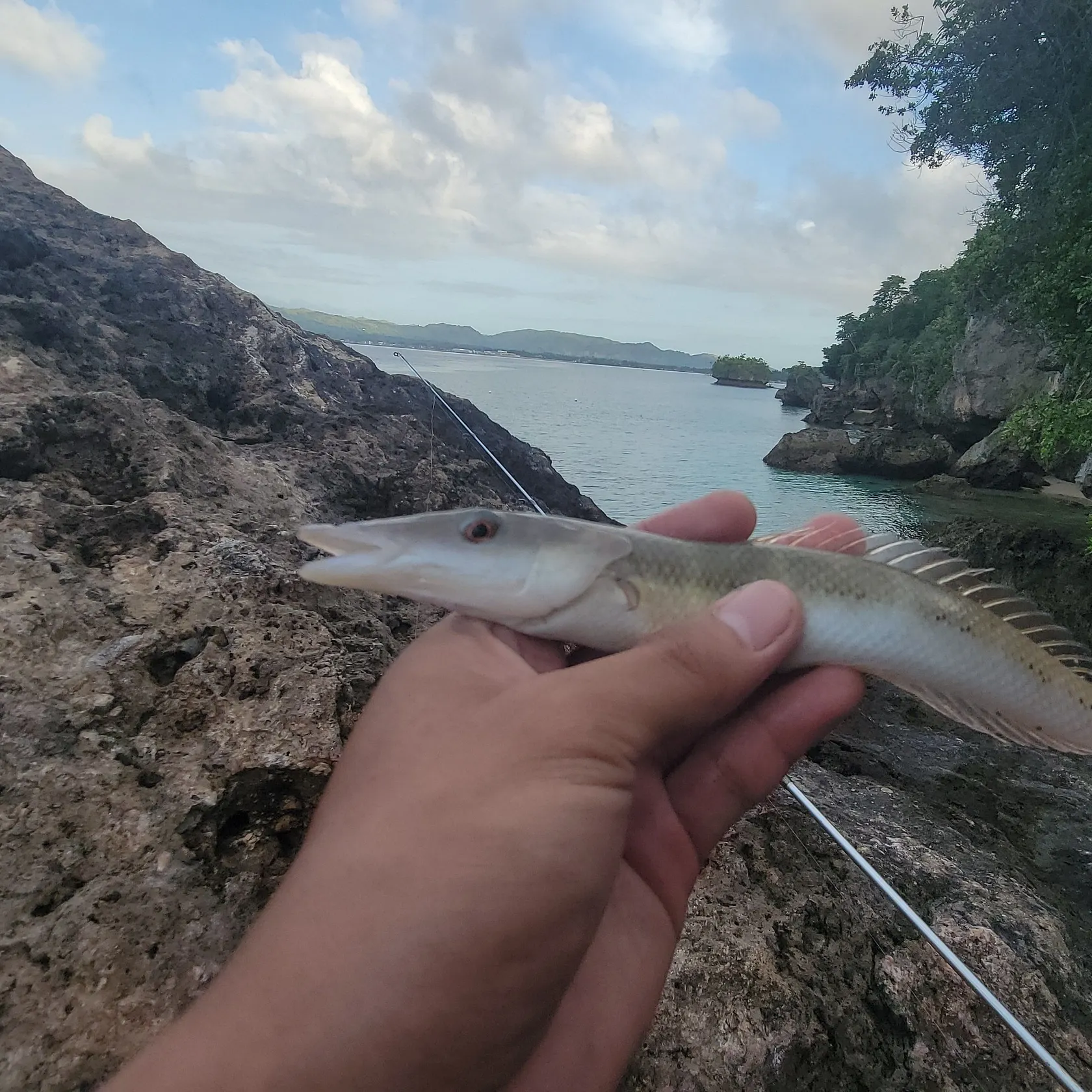 The most recent Cigar wrasse catches on Fishbrain