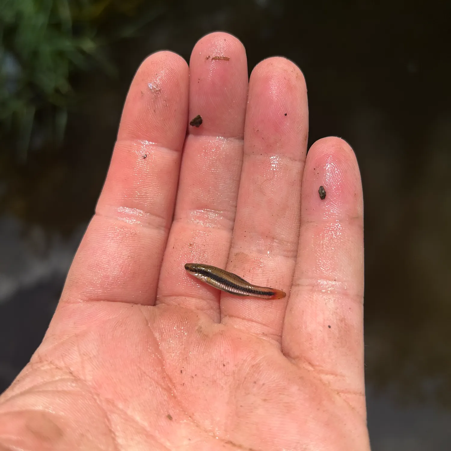 The most recent Bluefin killifish catches on Fishbrain