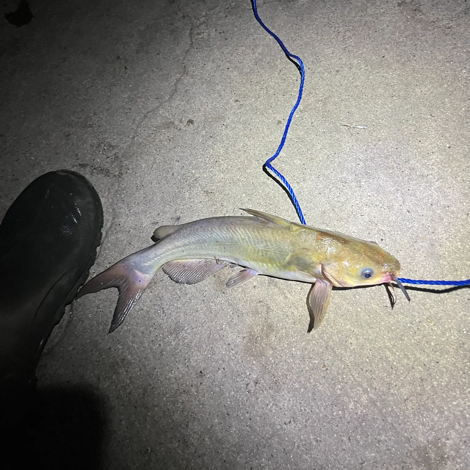 Channel catfish caught on Fishbrain