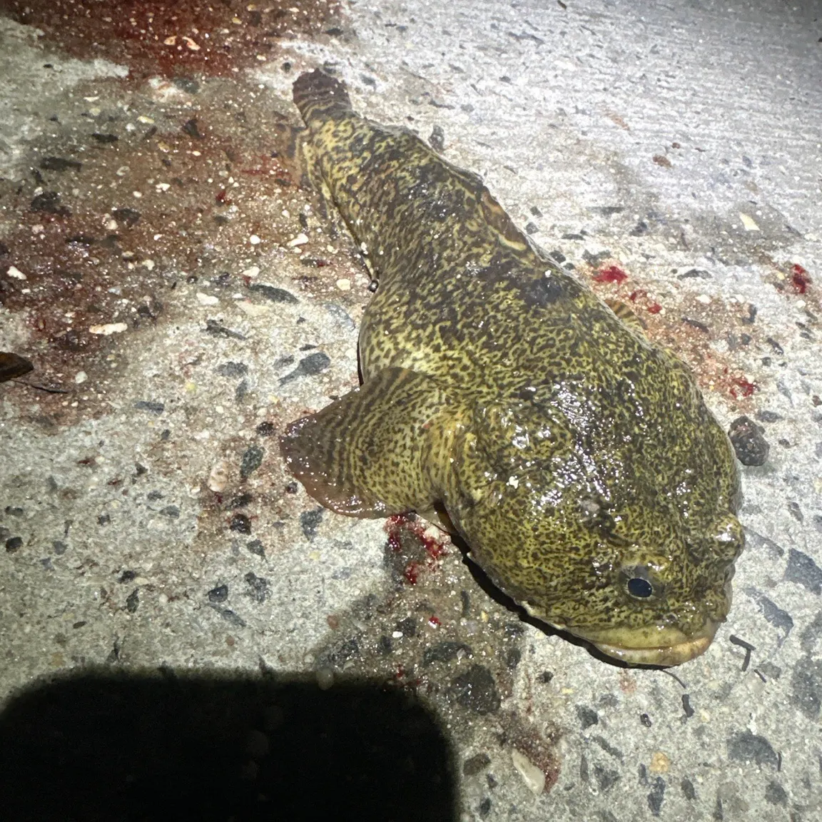 Oyster toadfish caught on Fishbrain