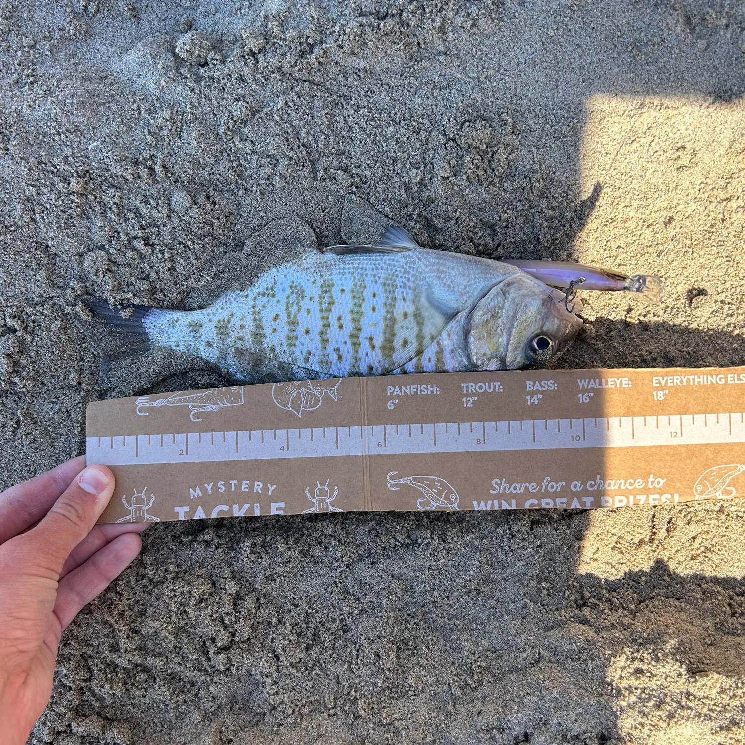 recently logged catches