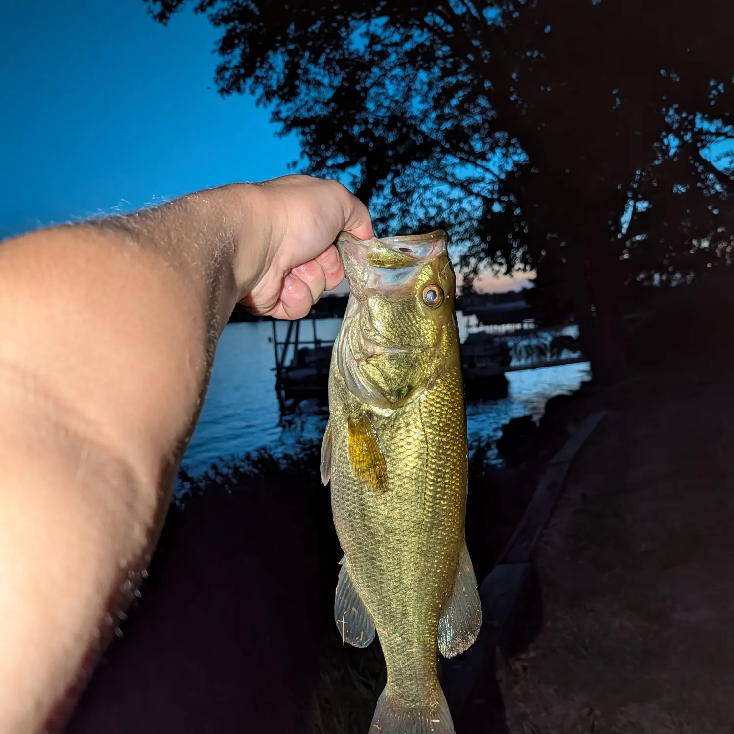 Largemouth bass caught on Fishbrain