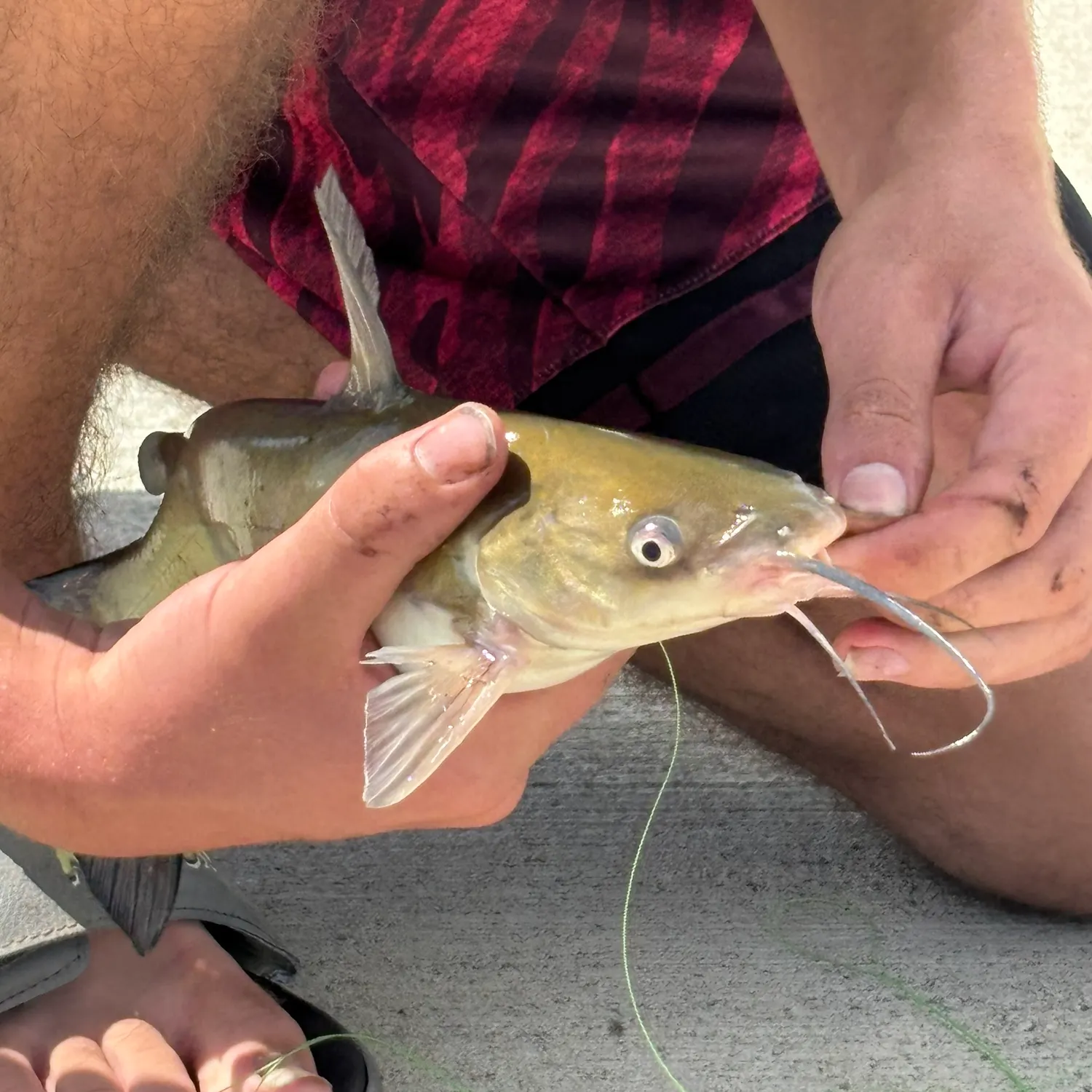 Blue catfish caught on Fishbrain