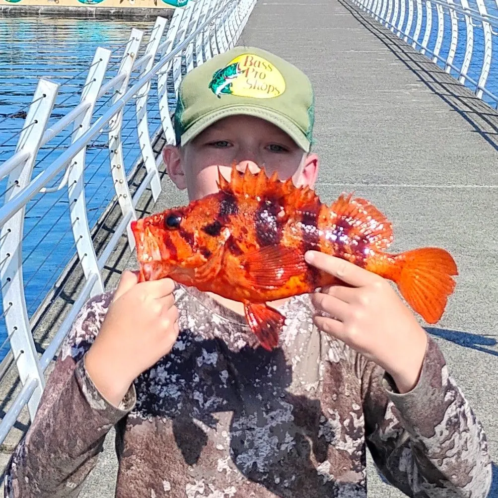 The most recent Tiger rockfish catches on Fishbrain