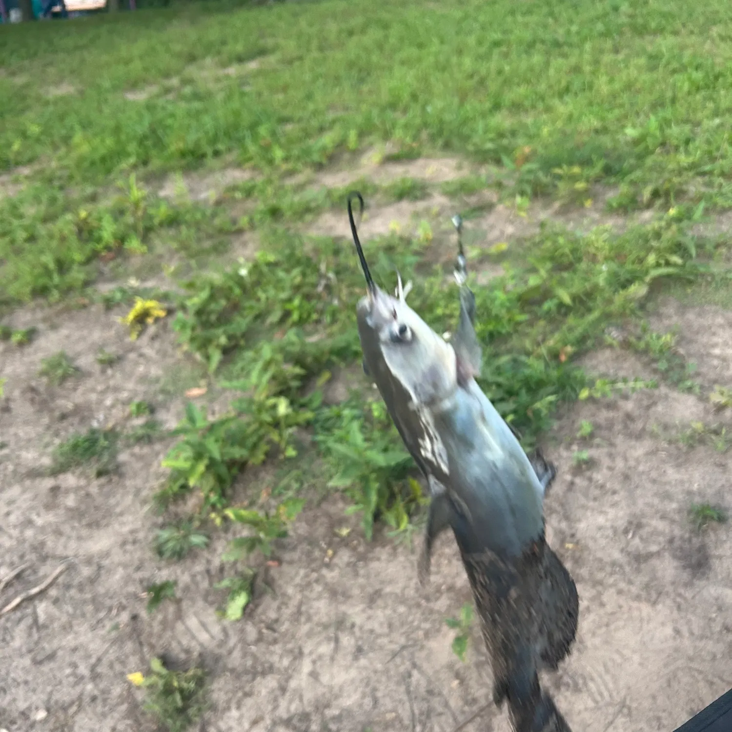 Channel catfish caught on Fishbrain
