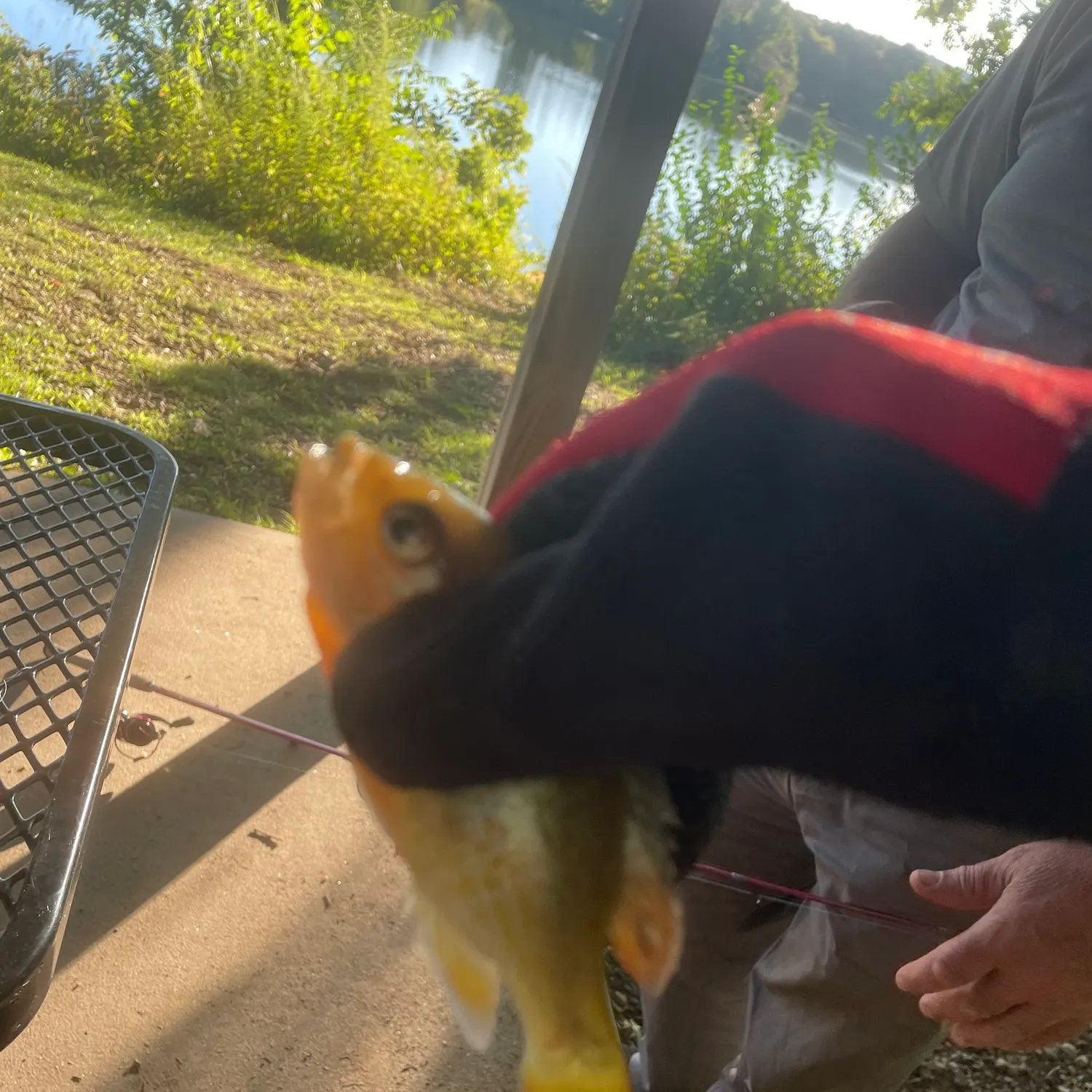 Redbreast sunfish caught on Fishbrain
