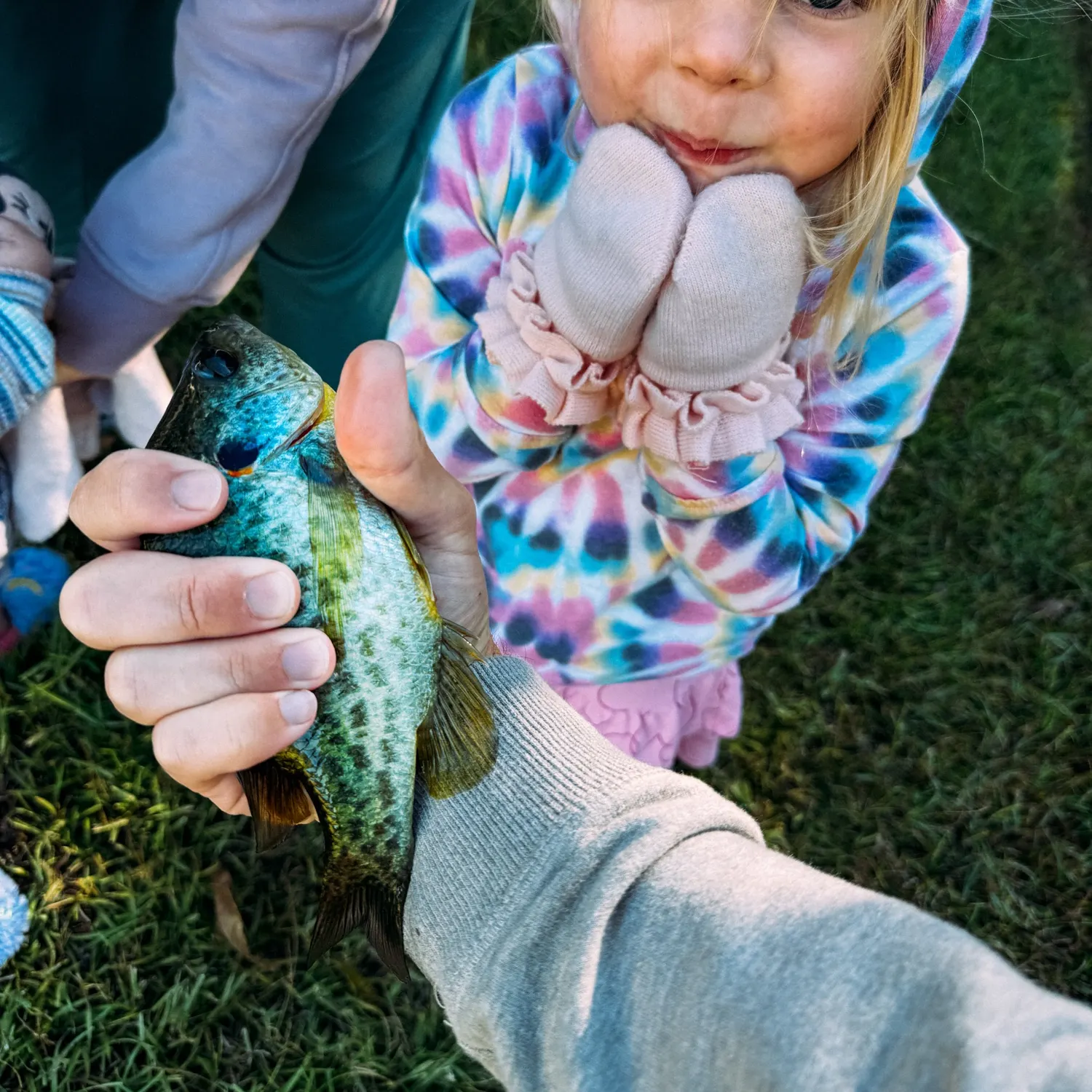 Redear sunfish caught on Fishbrain
