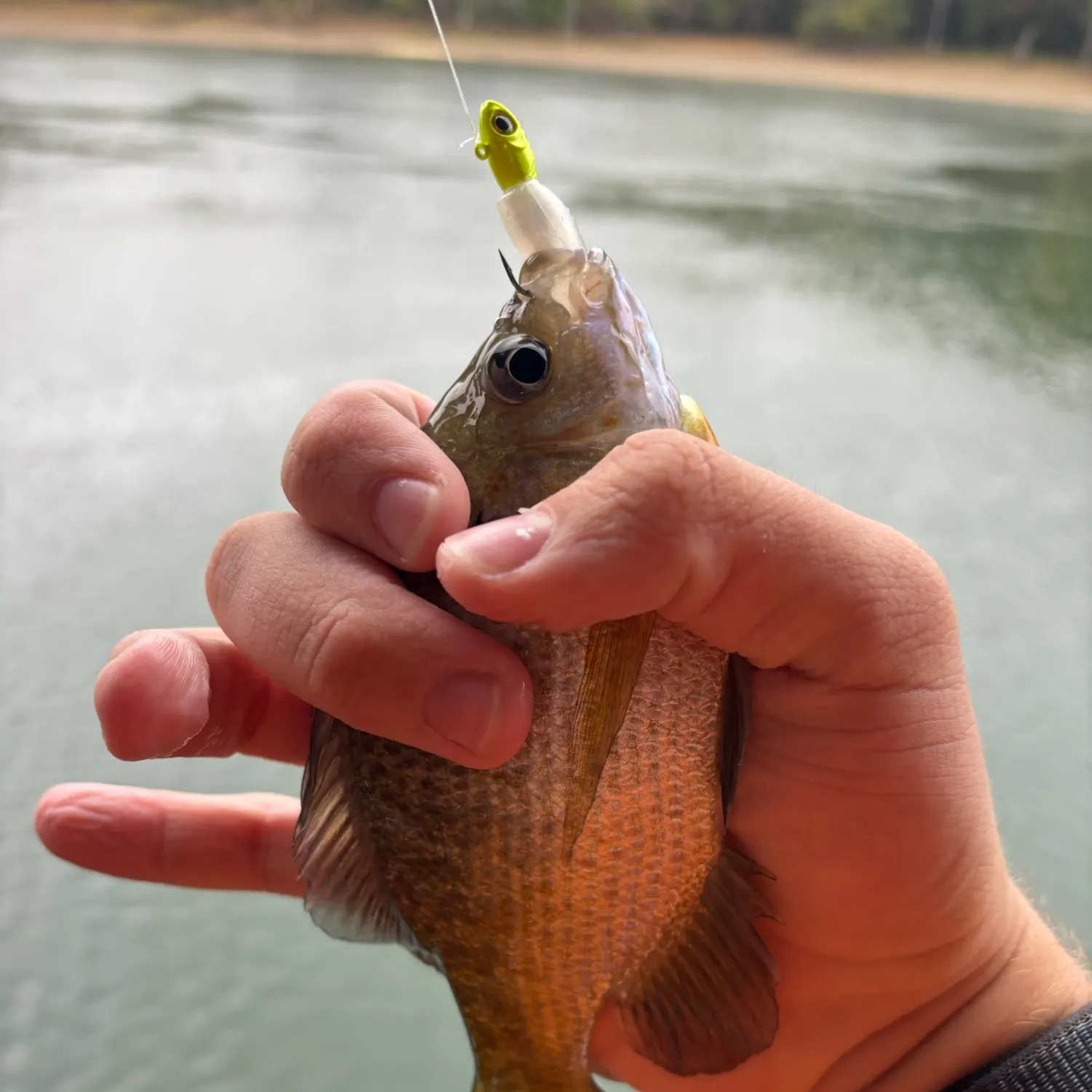 Bluegill caught on Fishbrain