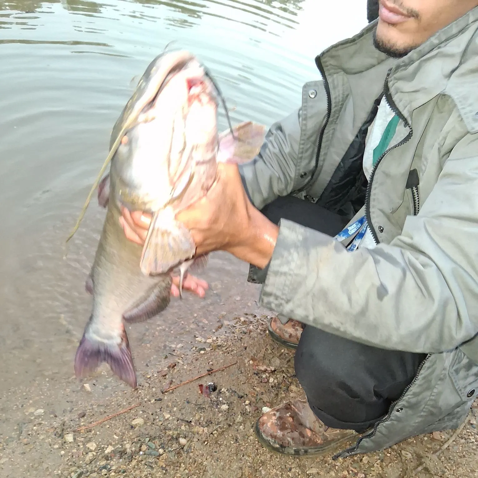 Blue catfish caught on Fishbrain