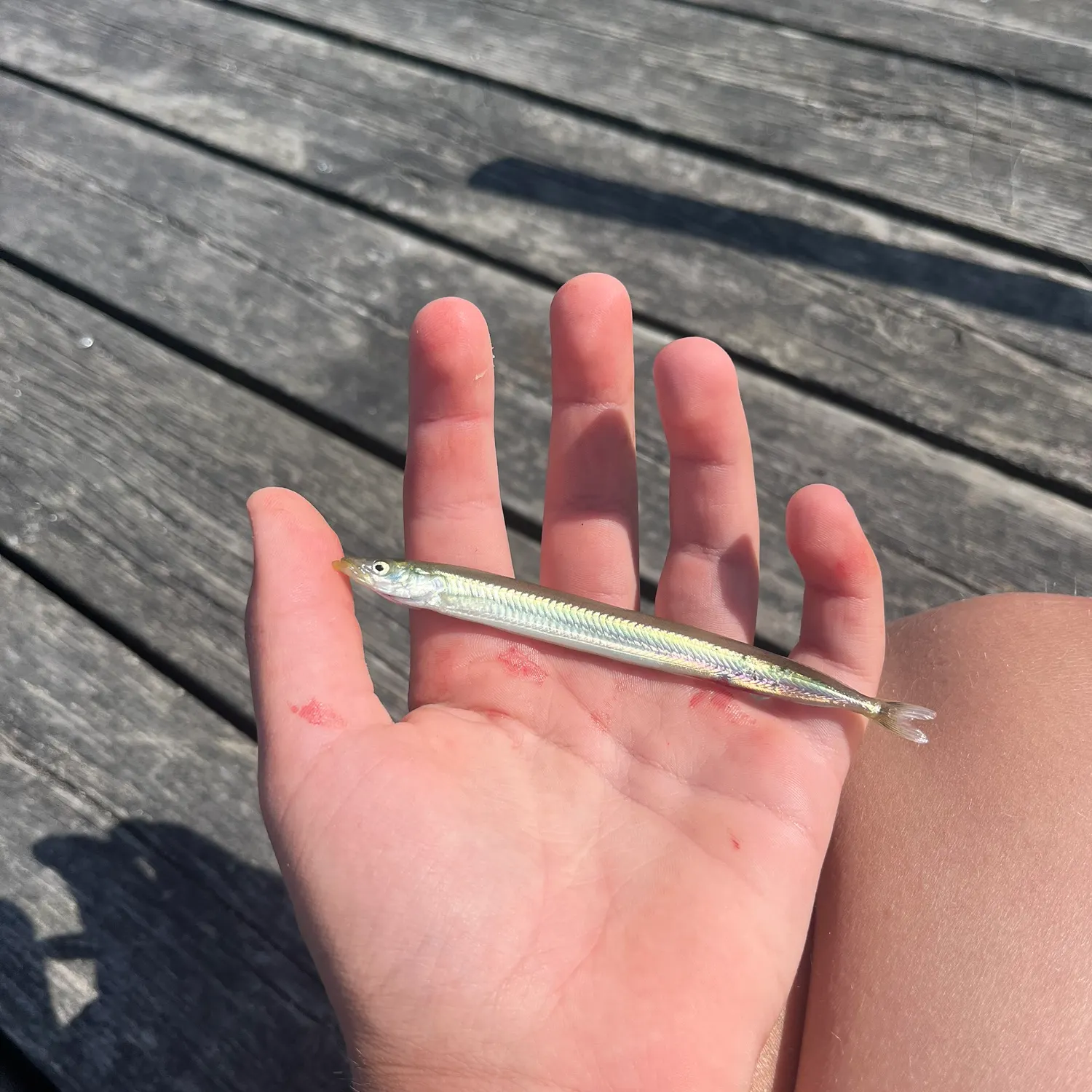 The most recent Great sandeel catches on Fishbrain