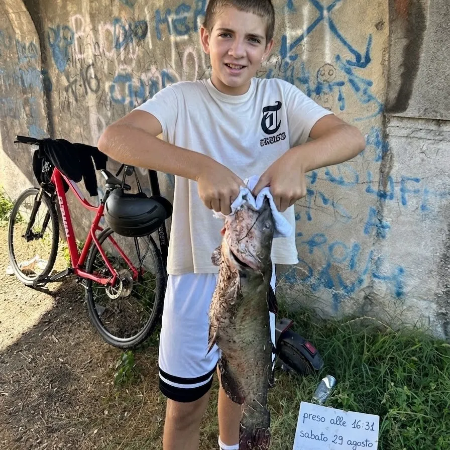 Channel catfish caught on Fishbrain