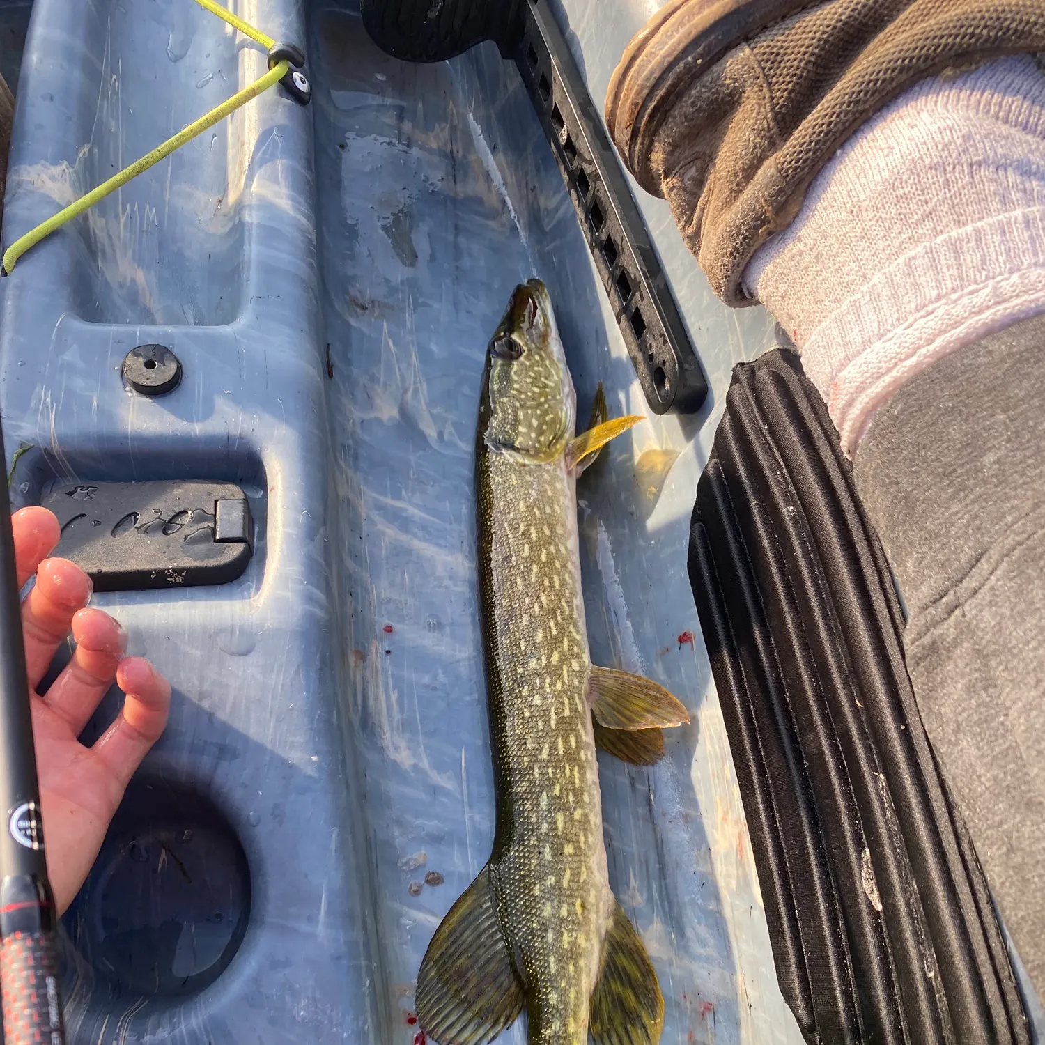 Northern pike caught on Fishbrain